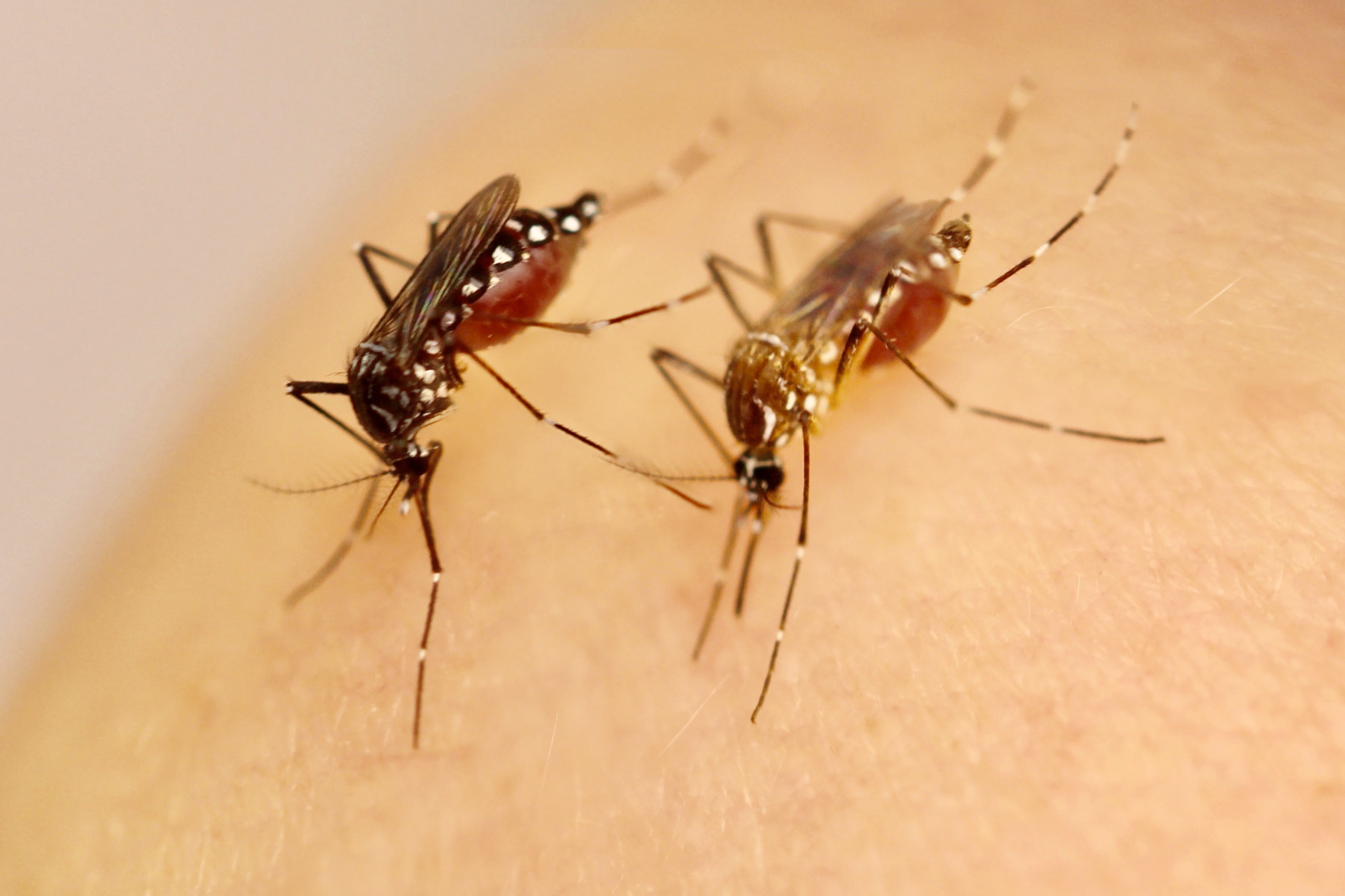 Traces of human specialization in the genome of the yellow fever mosquito