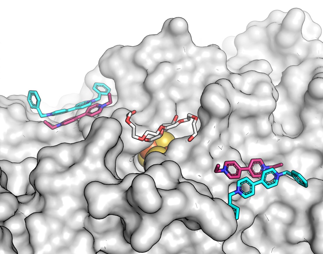 Surface Alanine Braille Guides the Discovery of Electron Mediator Binding Sites in CO Dehydrogenase
