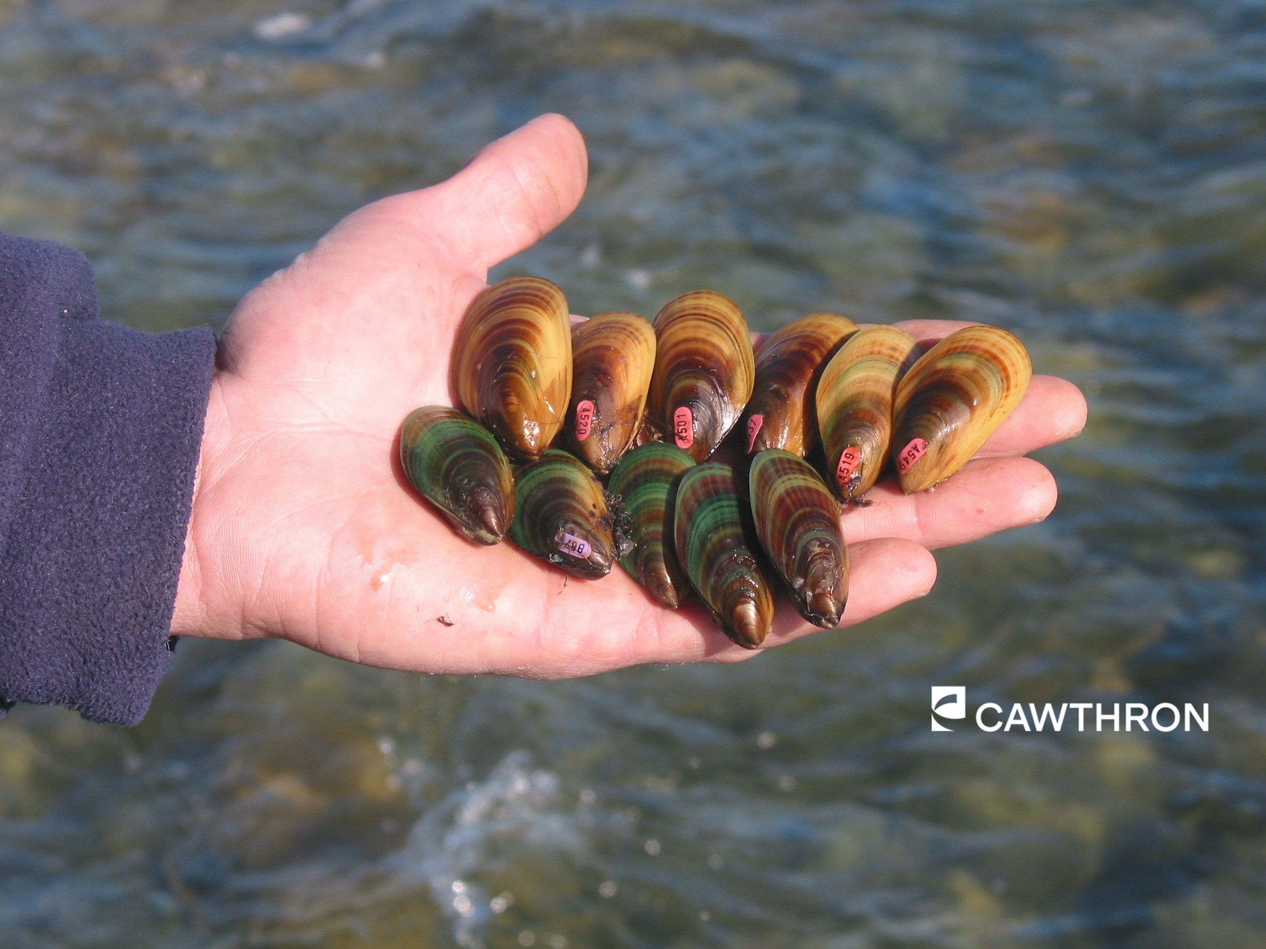 Genetics and ontogeny are key factors influencing thermal resilience in a culturally and economically important bivalve
