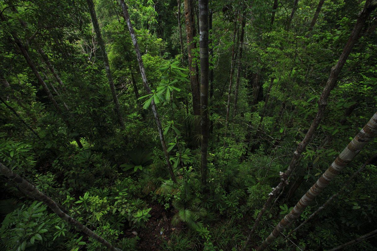 Is the growth-mortality trade-off a general law of tropical forest ecology?