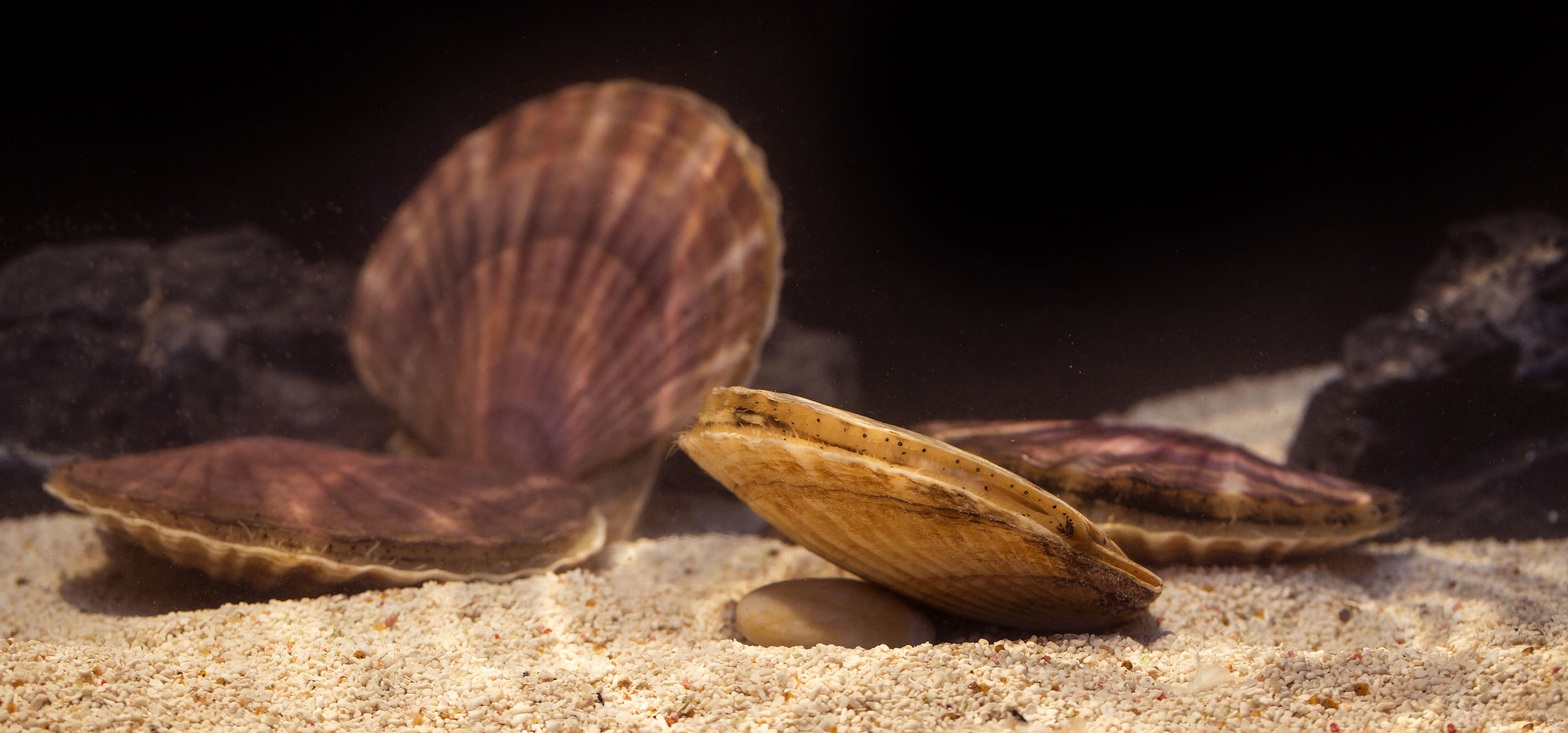 The “fossil” genome of scallop Patinopecten yessoensis