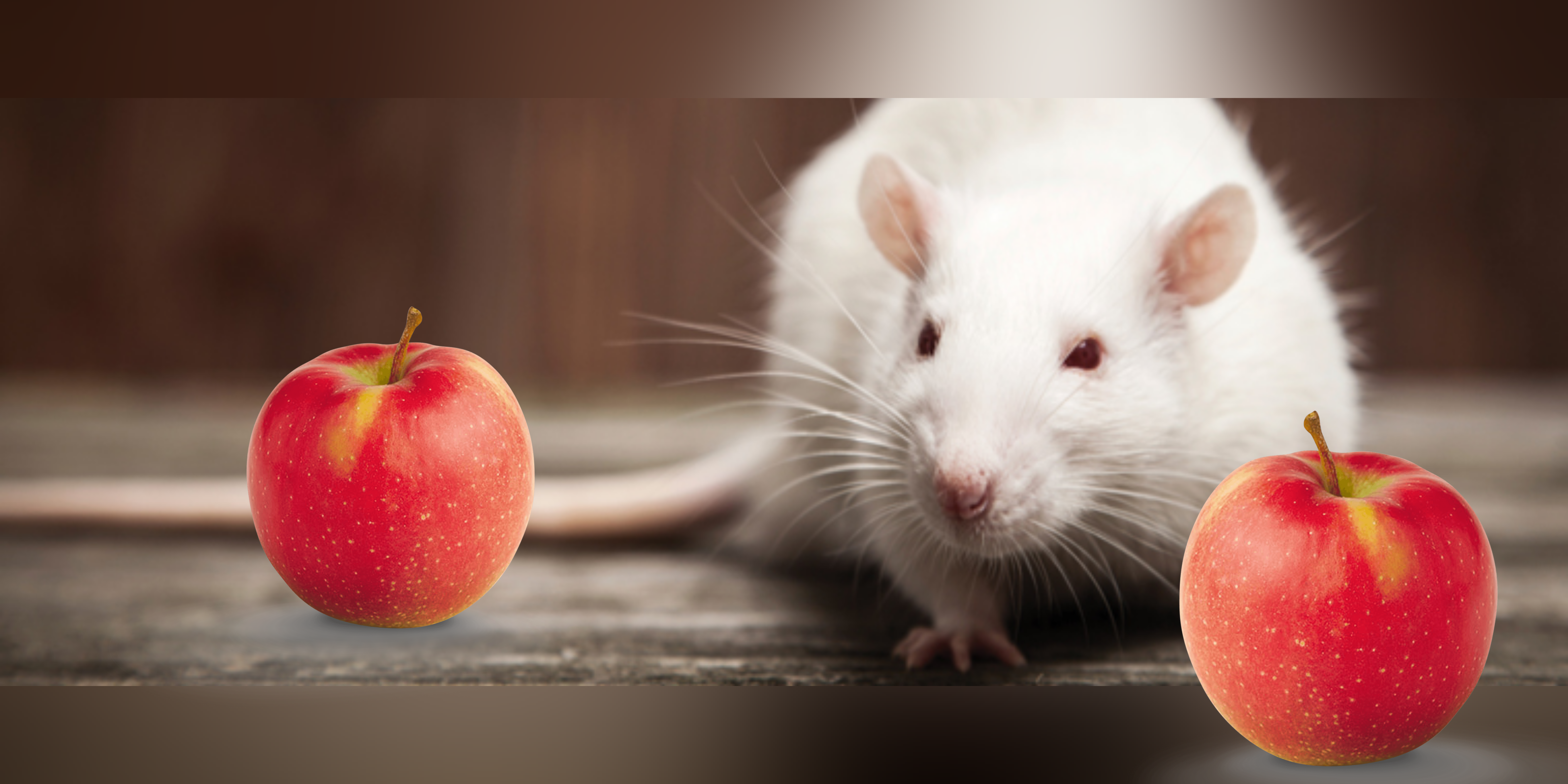 Can you separate it? Using landmarks with similar locations to test memory in rodents