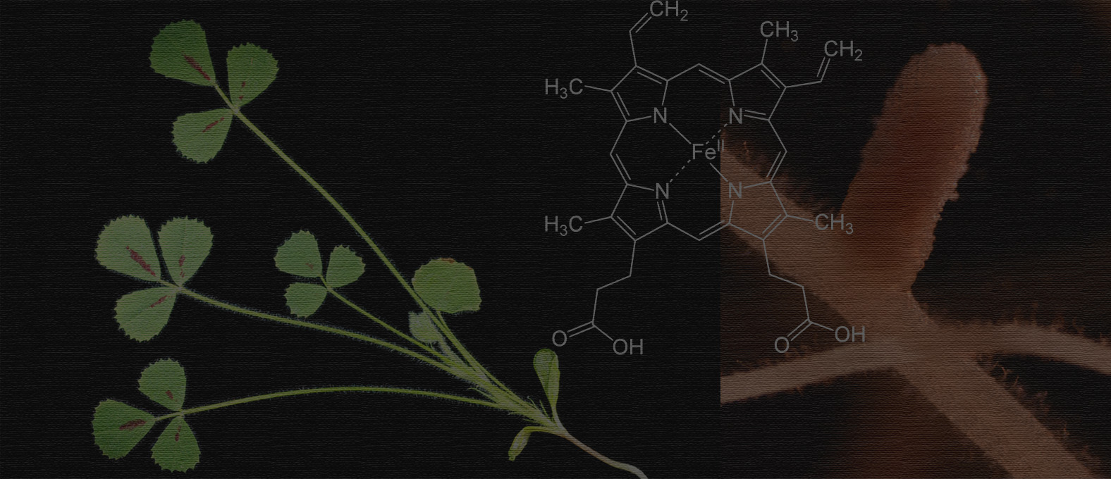 Plant tricks symbiotic bacteria for their own good 
