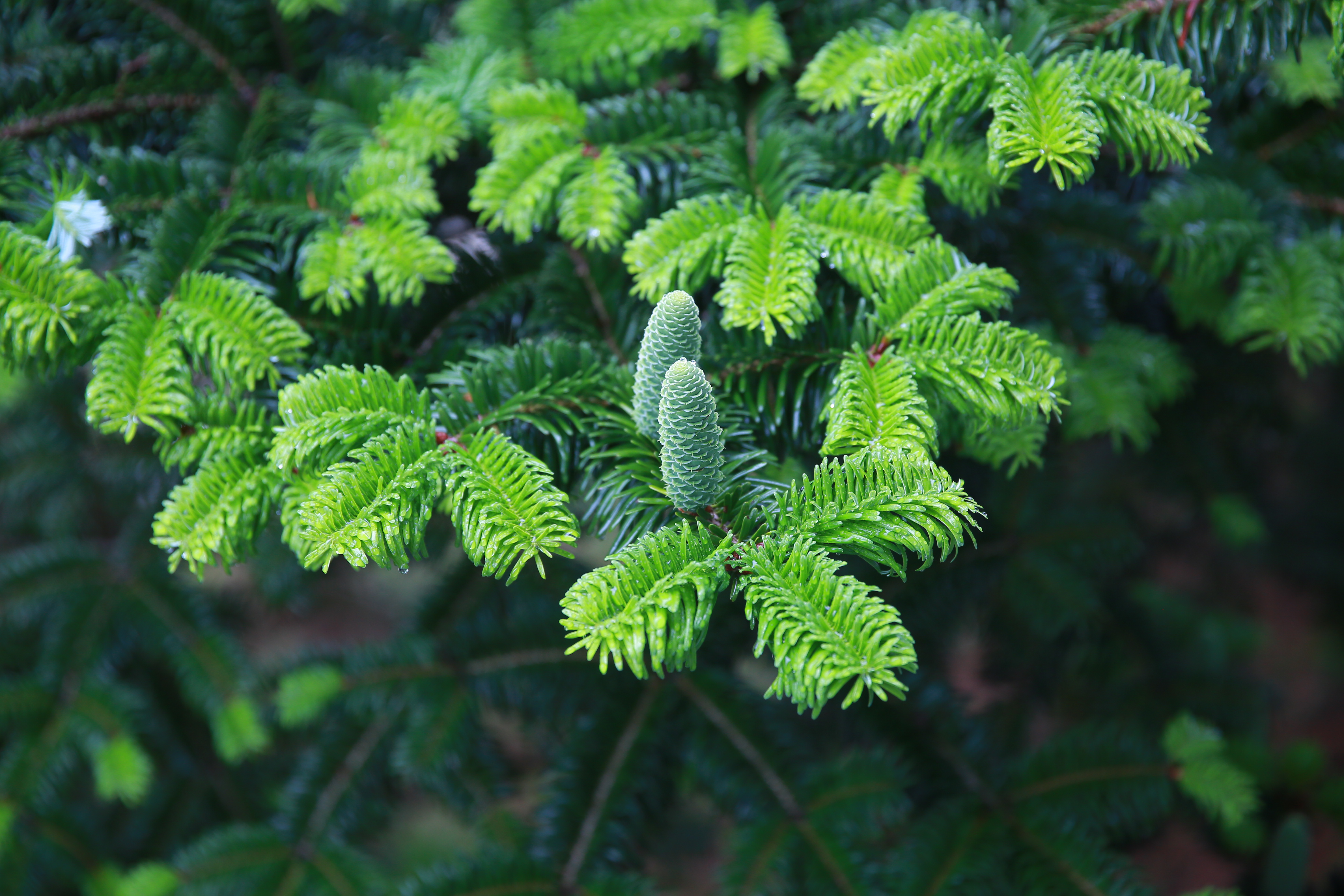 The relict fir tree Abies beshanzuensis hosts a changeable endophytic fungus