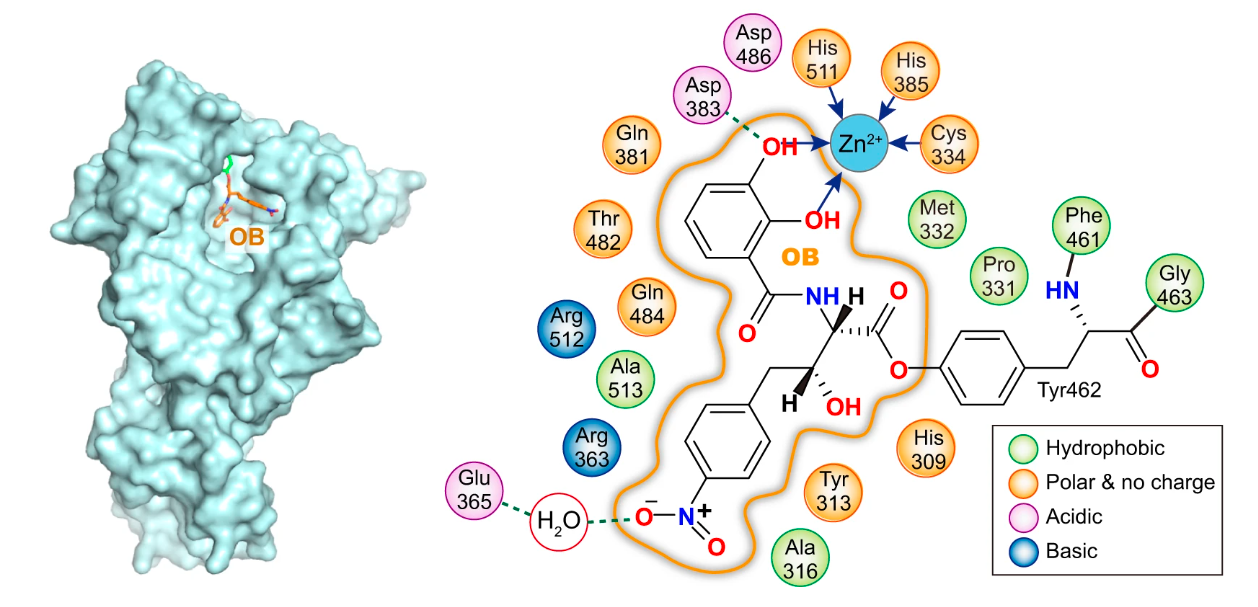 The first covalent inhibitor for aminoacyl-tRNA synthetases