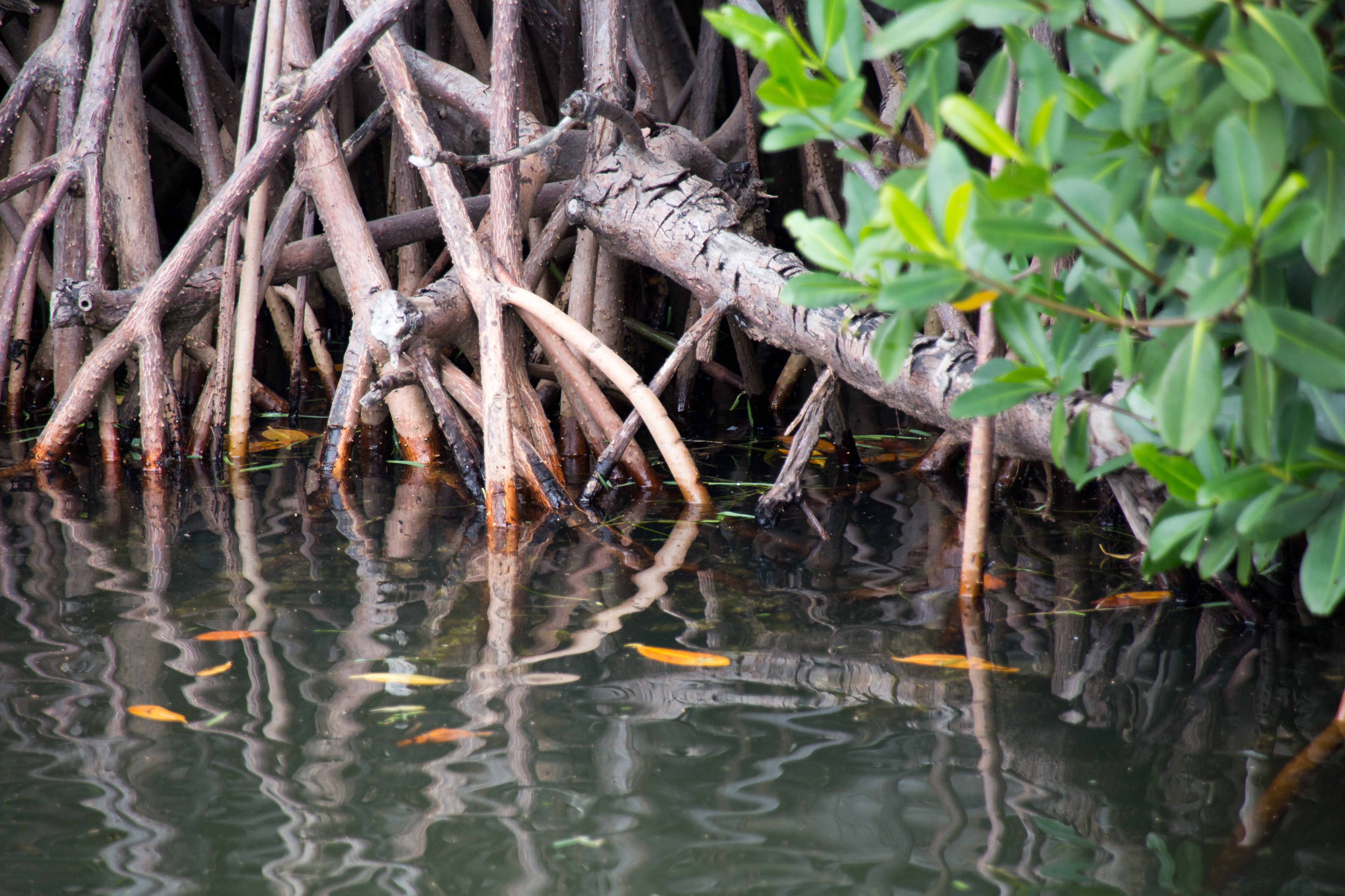Do you want to be part of New Deal for Nature and People Research Group?