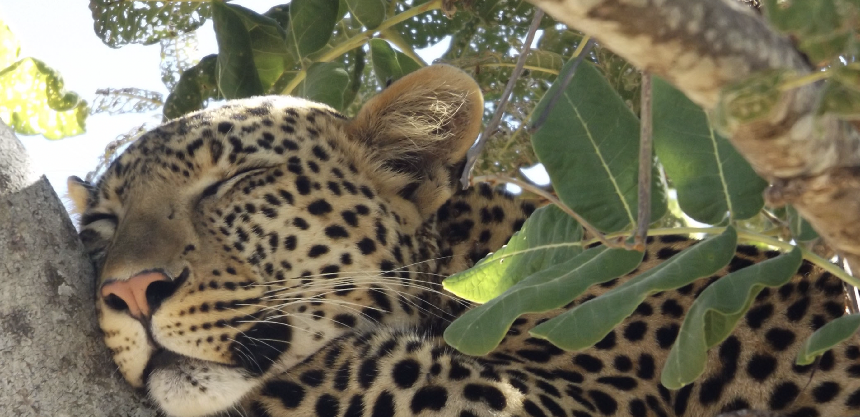 Project Outline: Investigating Morally Contested Conservation