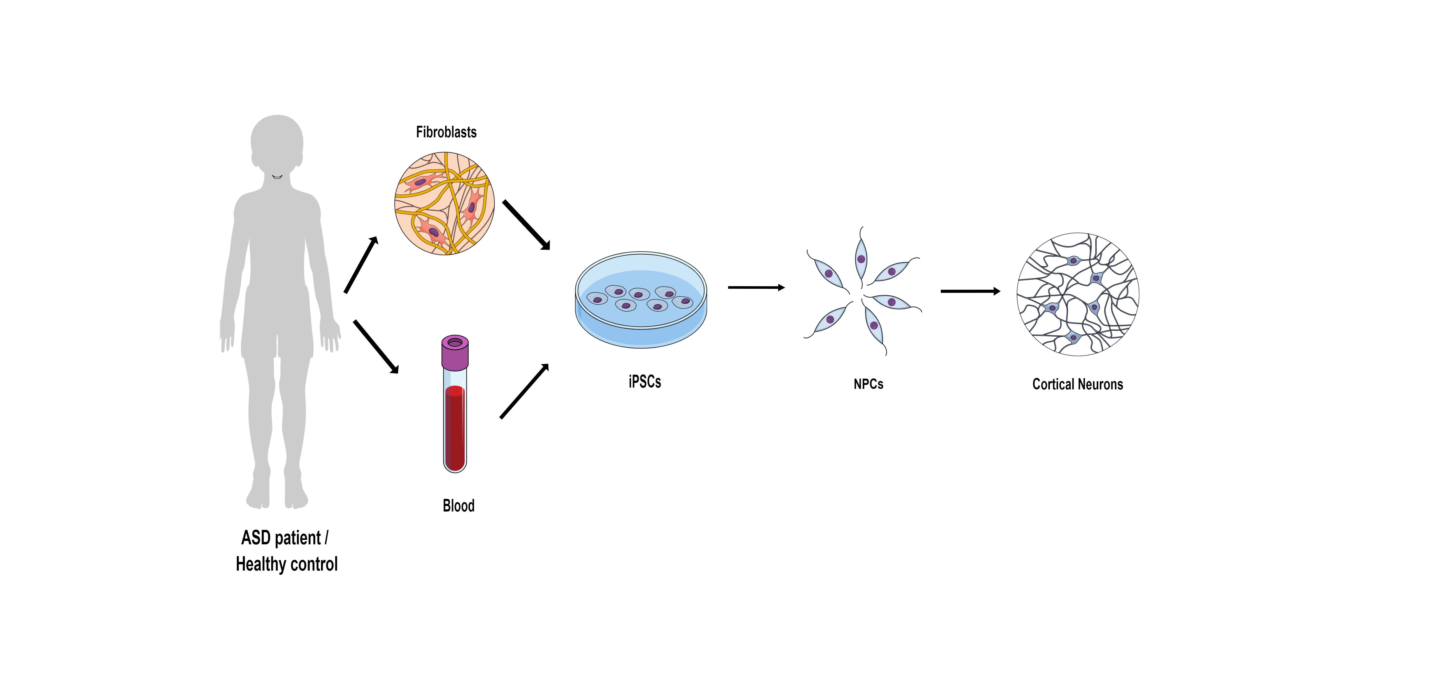 Early maturation and hyperexcitability is a shared phenotype of cortical neurons derived from different ASD-associated mutations