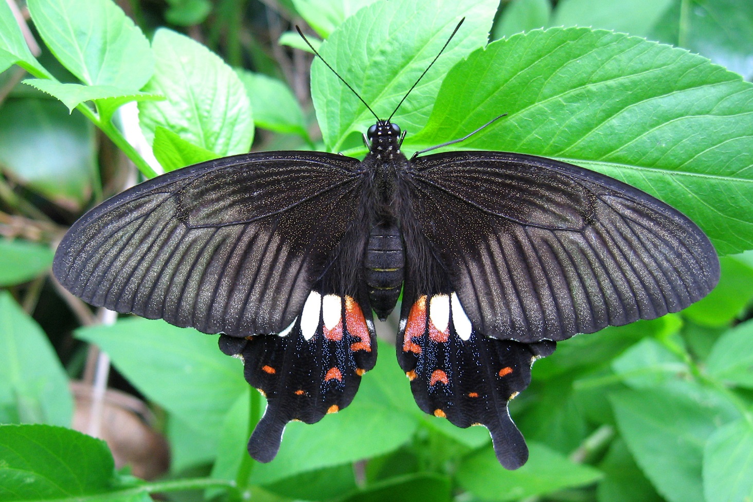 How to switch the mimetic wing pattern