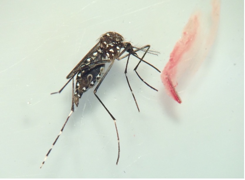 Behind the Paper: Unveiling How a Poor Diet Makes Mosquitoes Worse Disease Carriers