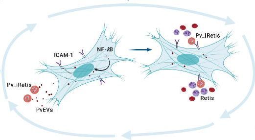 Physiological role of circulating extracellular vesicles in the splenomegaly of Plasmodium vivax malaria