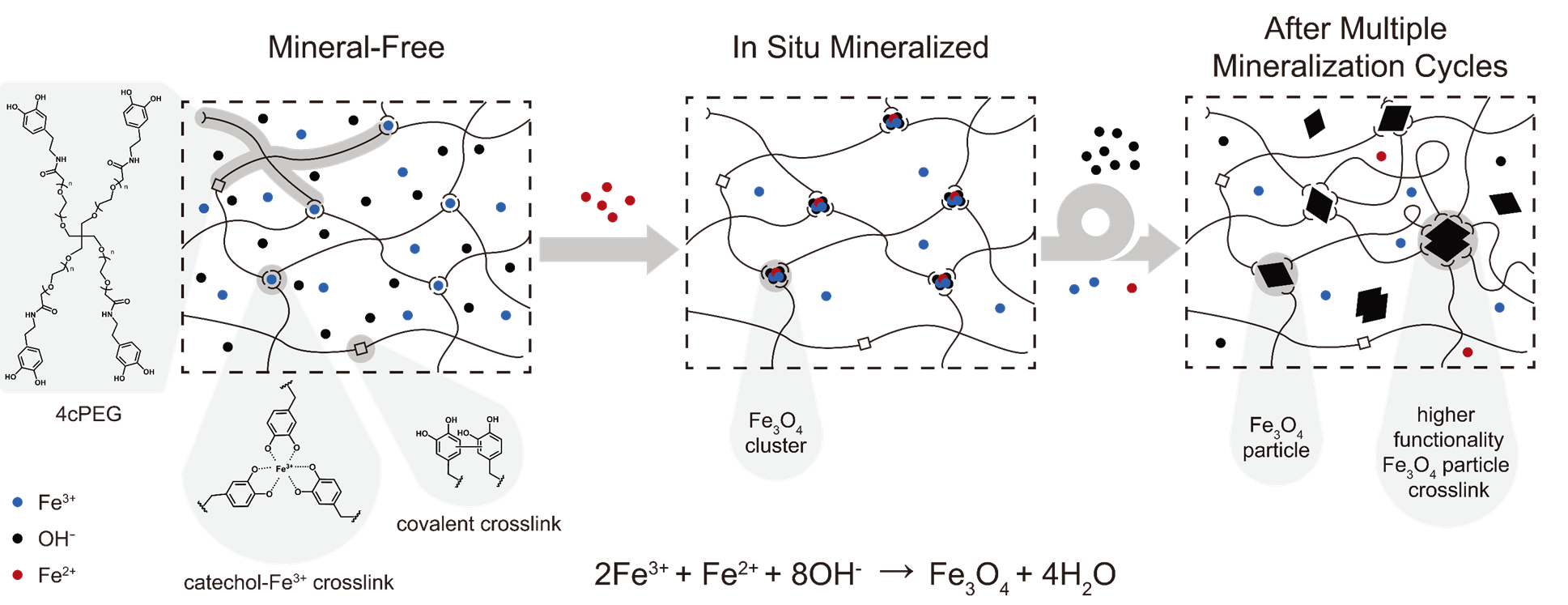 In situ mechanical reinforcement of polymer hydrogels via metal-coordinated crosslink mineralization