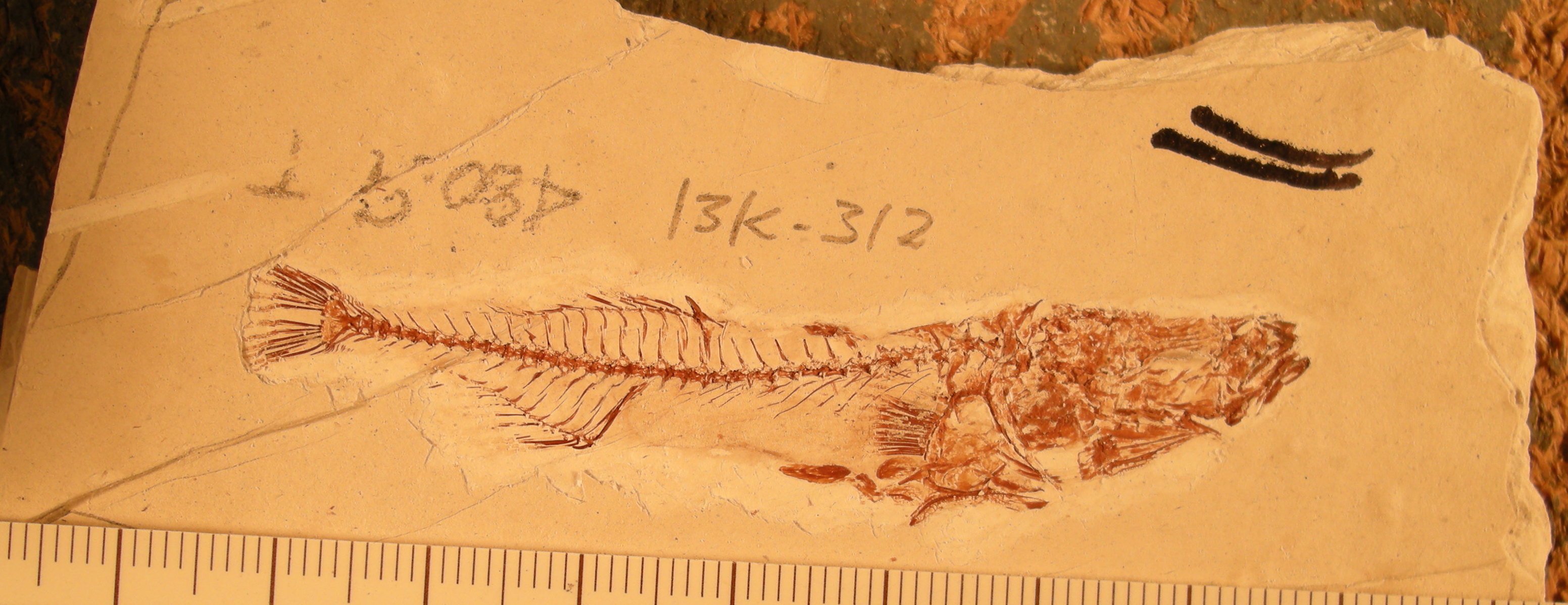 Genetics of Miocene Threespine Stickleback evolution