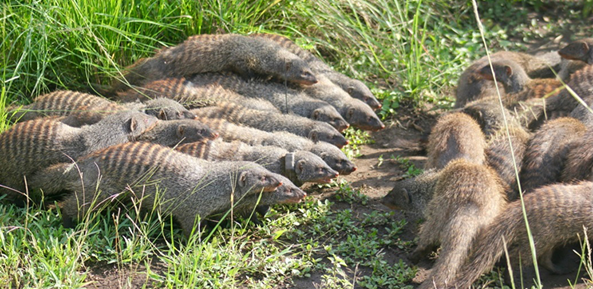 Evolution of Democratic Peace in Animal Societies