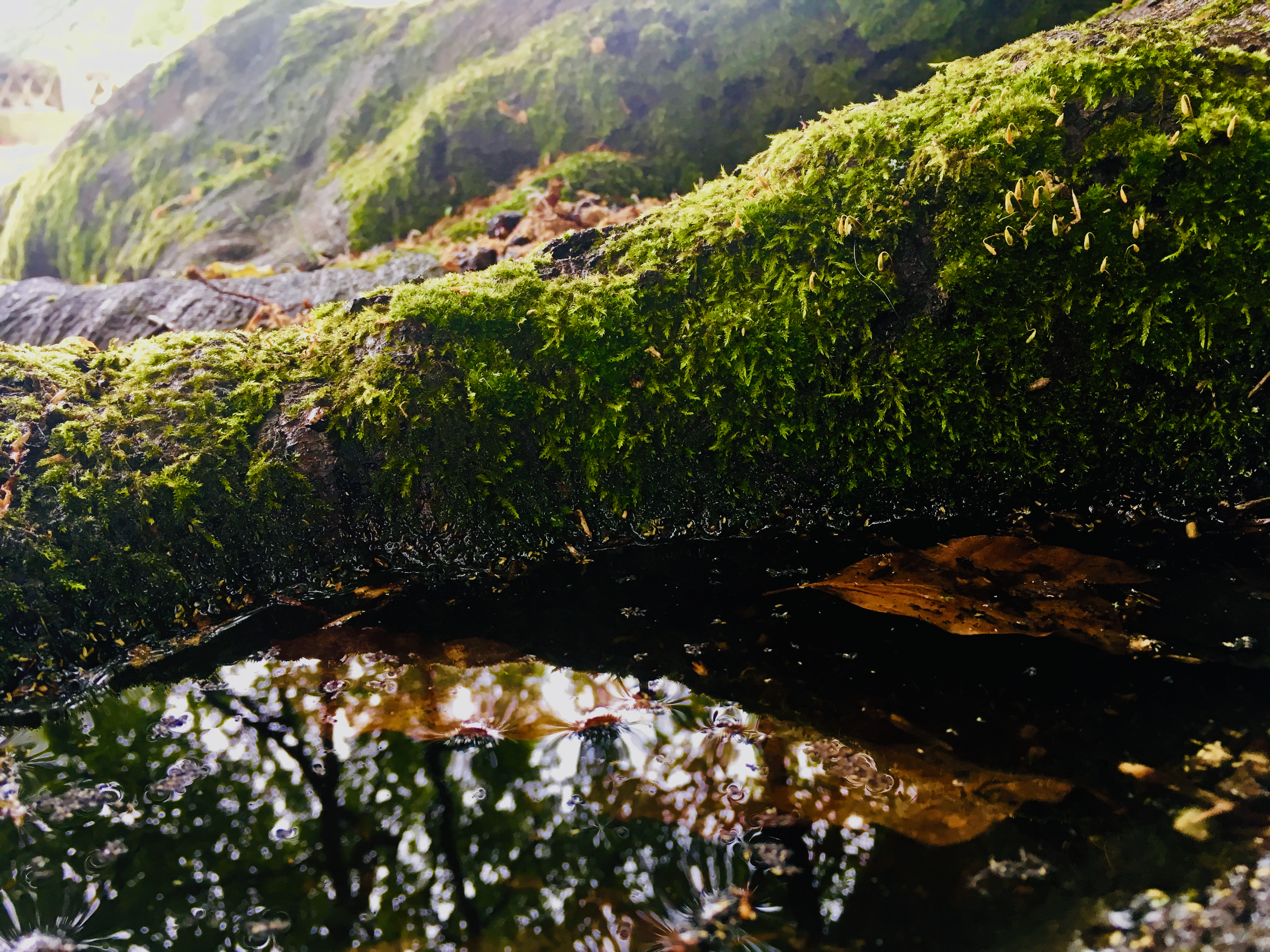 Community Evolution: Trying to understand adaptation in a complex world
