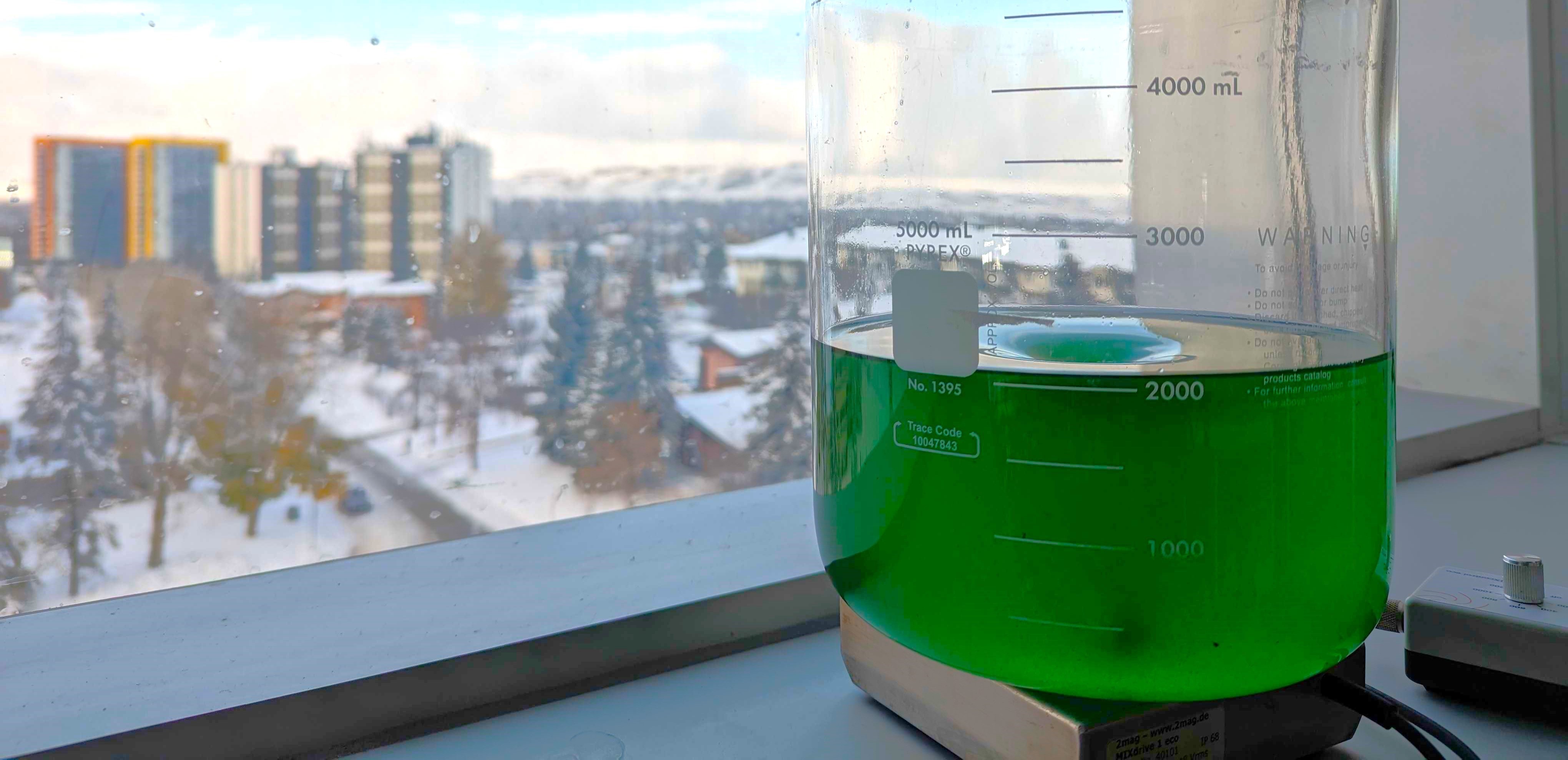 Looking for clues in cyanobacterial death