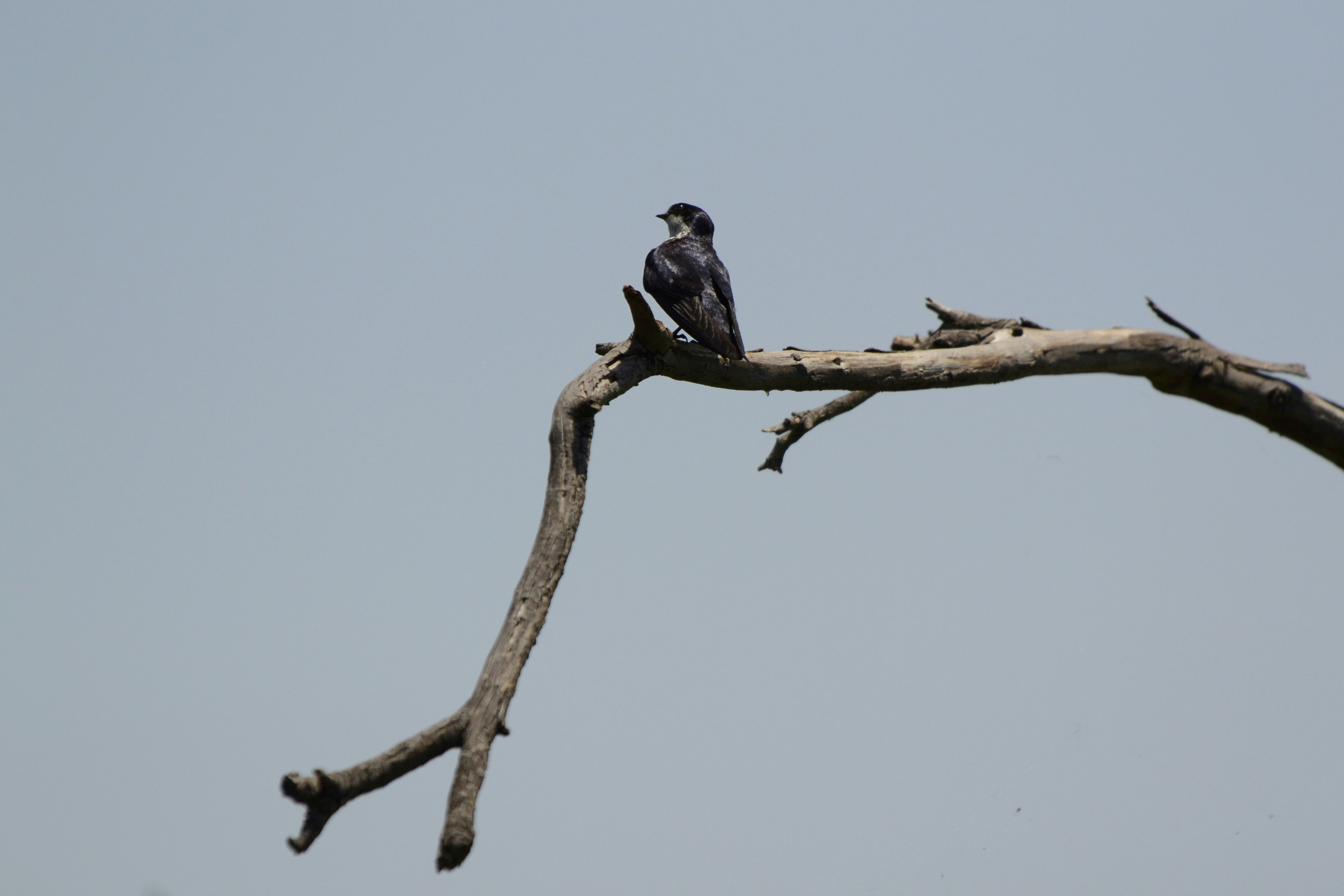 Conservation (and) Community