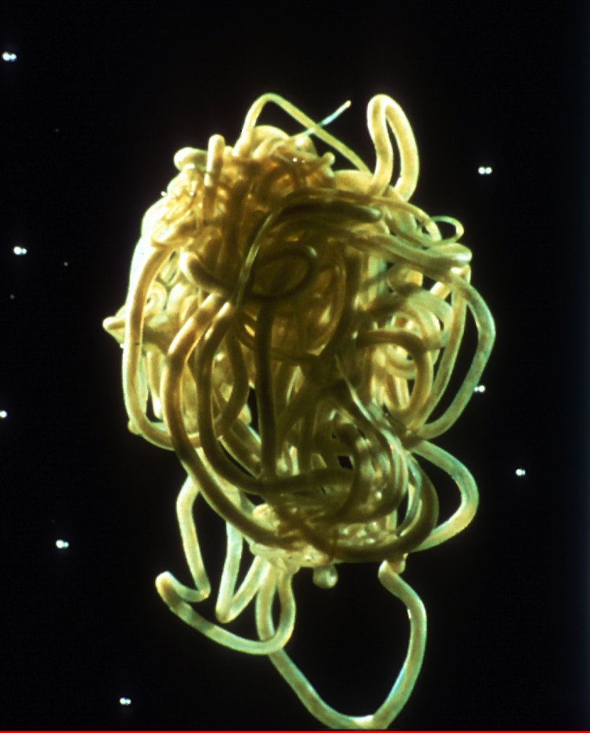 River blindness agent genetic diversity – setting a baseline before MDA 