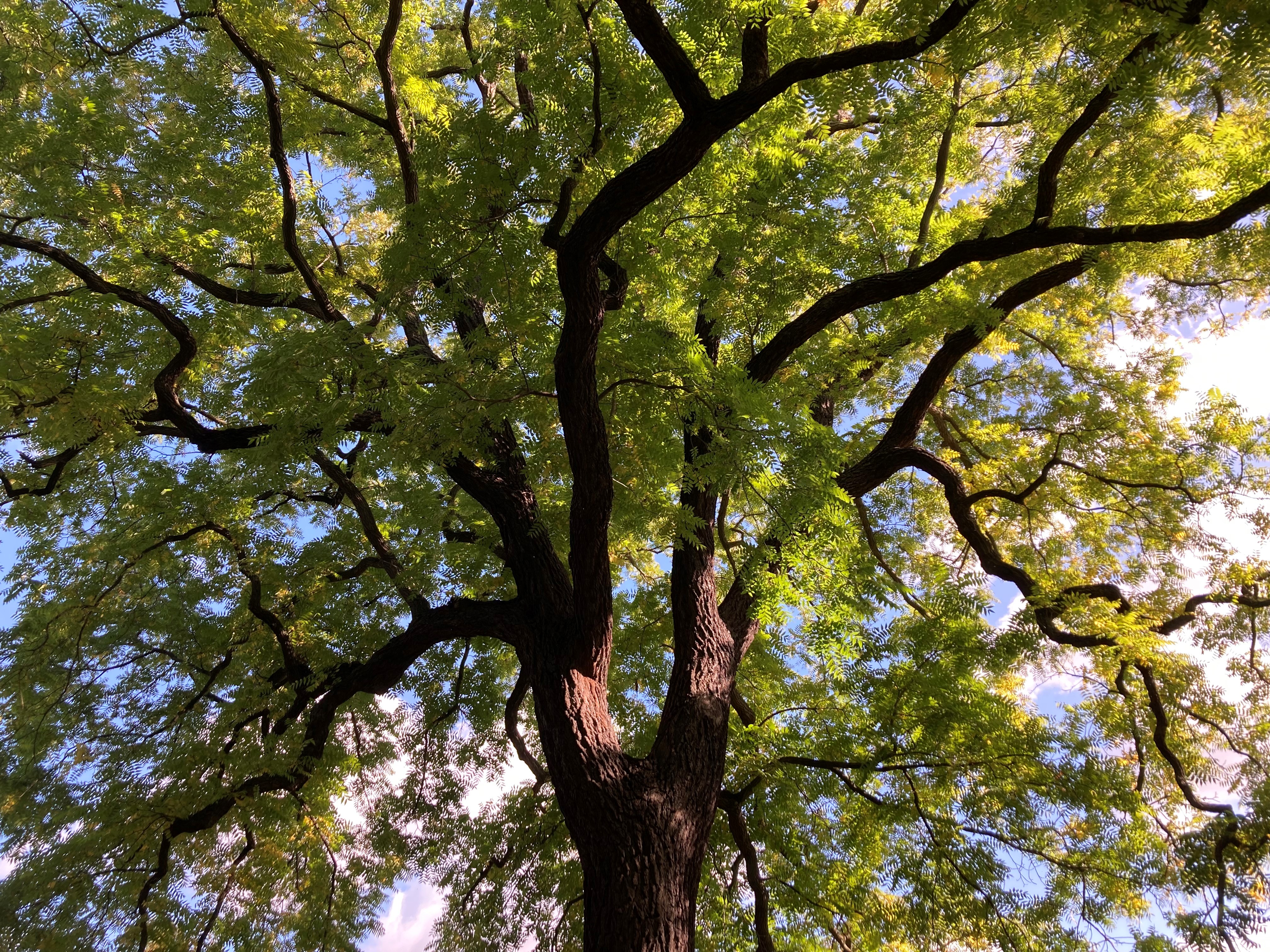 Trees of Life: do they exist?