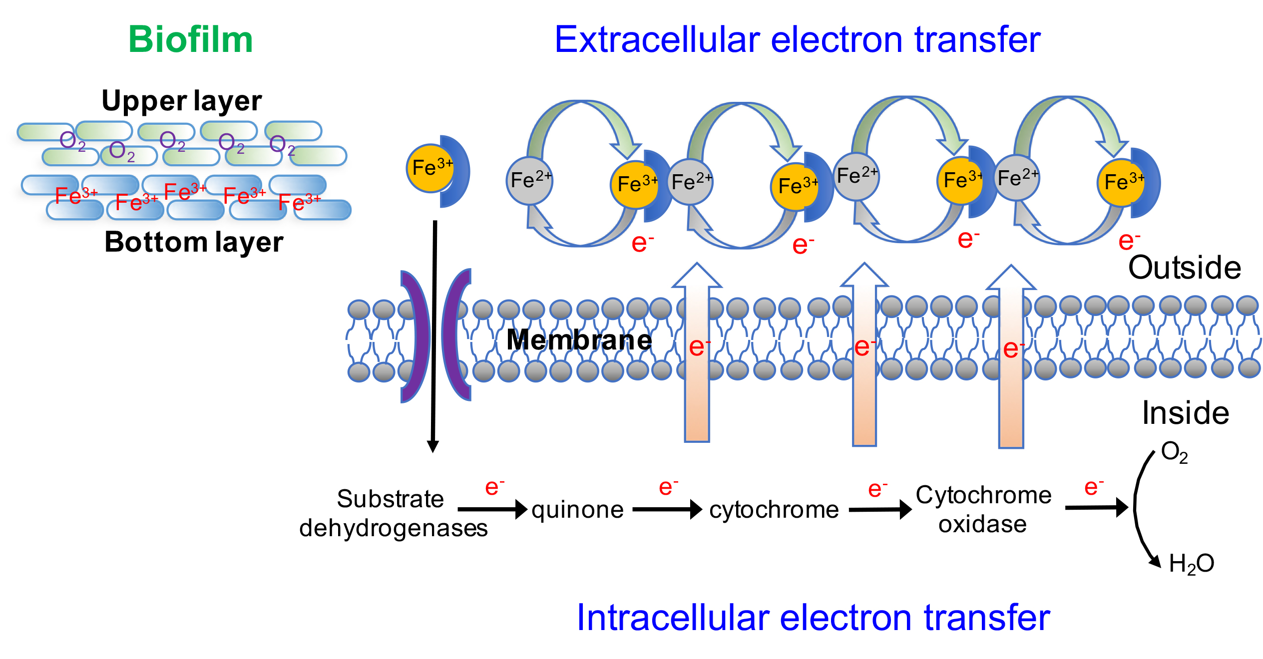 Smart strategies of iron acquisition and utilization in a bacterial biofilm