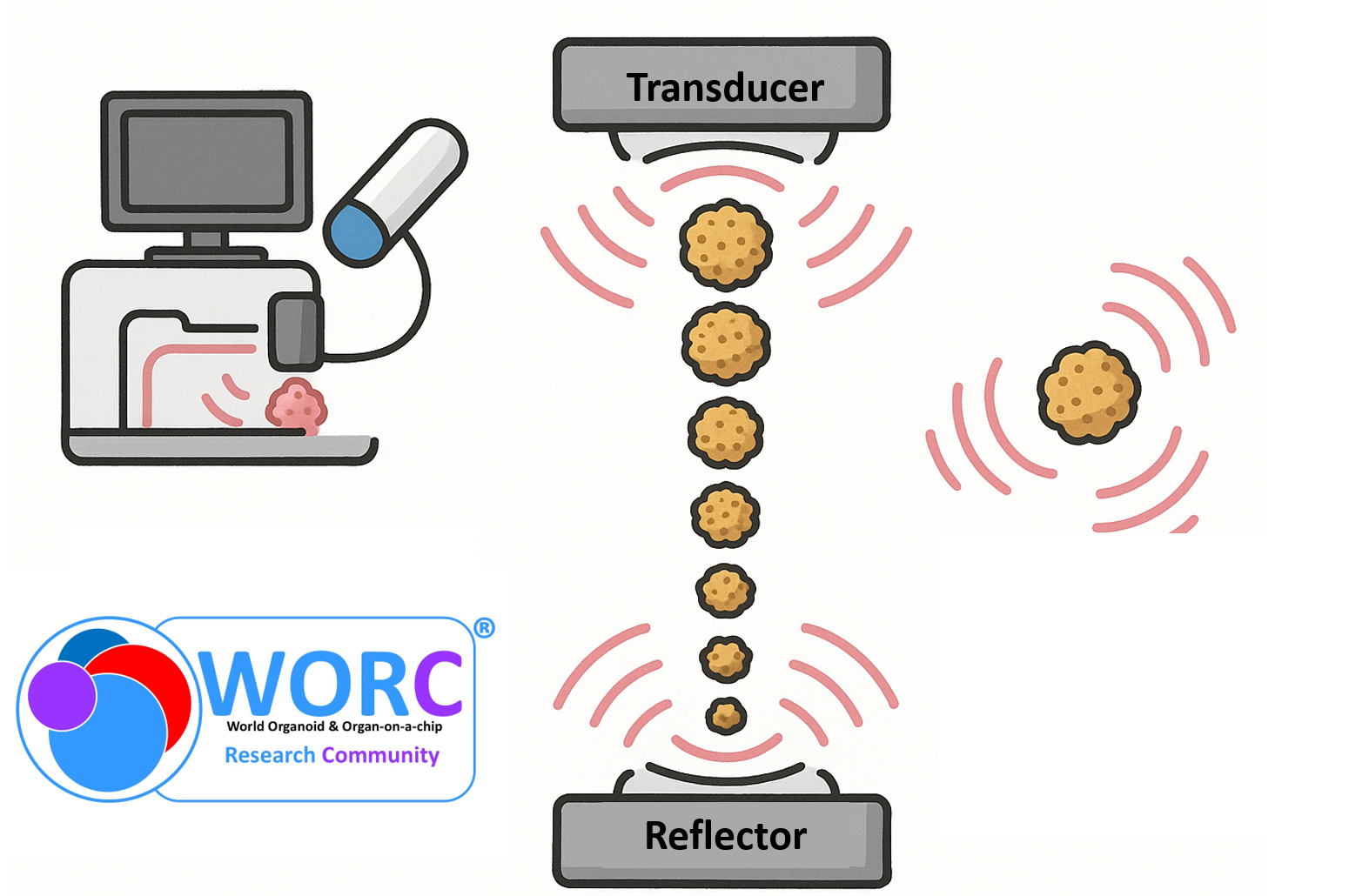 Acoustic Levitation: Building 3D Cell Structures Without Touching a Surface