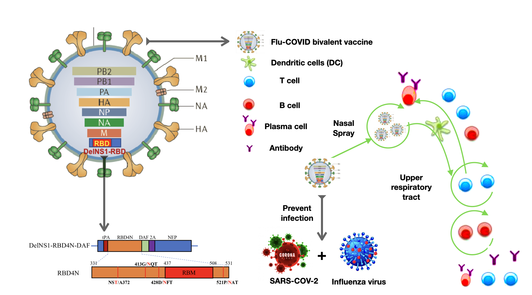 Two Birds With One Stone: An Effective Vaccine That Protect Against Both  SARS-CoV-2 and Influenza
