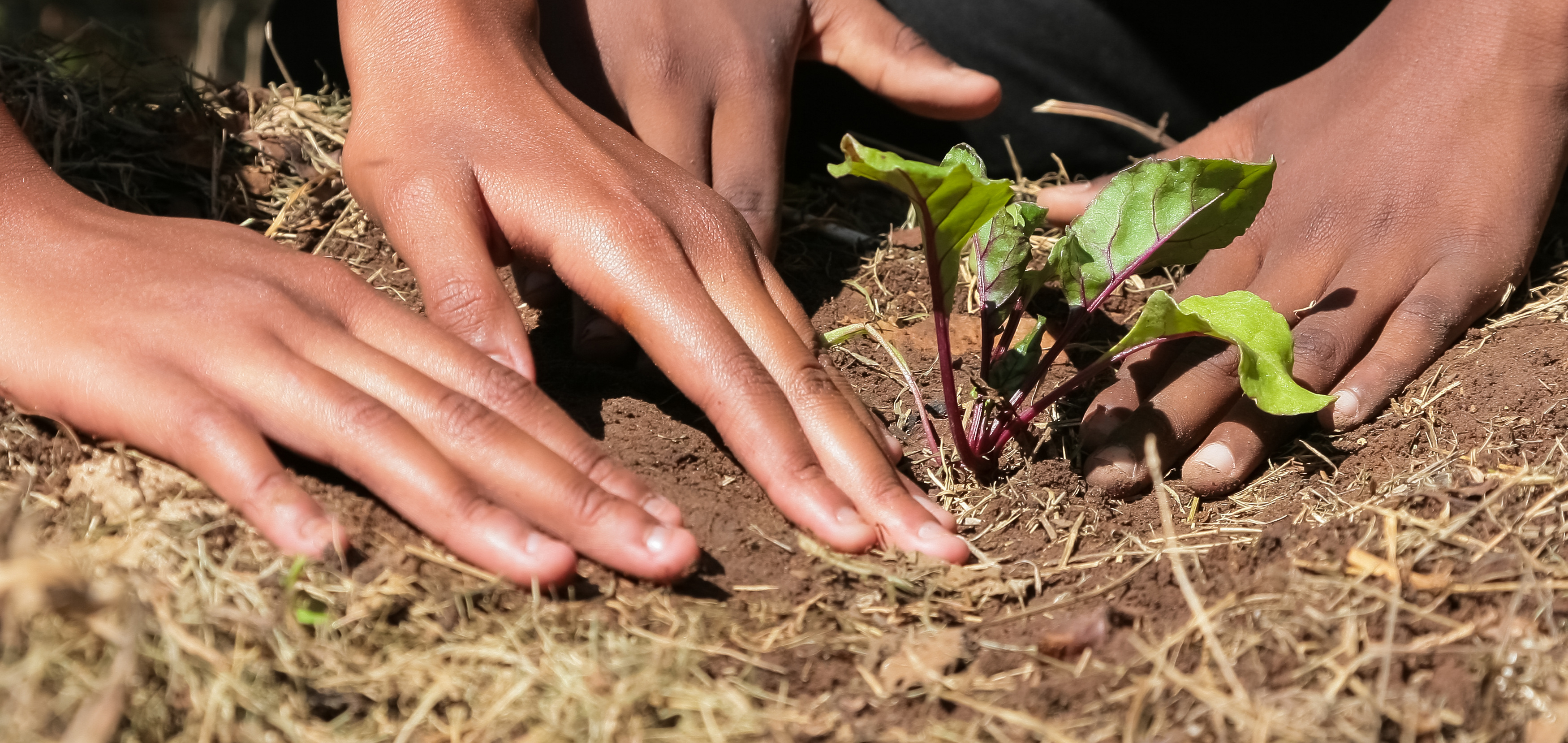 Prospects, dynamics and dilemmas of agricultural insurance