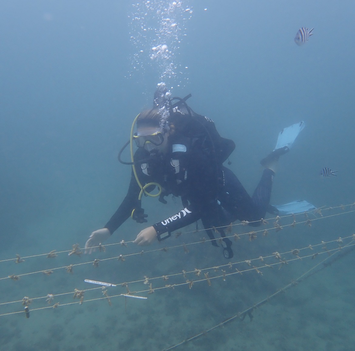 Scaling Coral Reef Restoration in Climate-Stressed Island Systems: Using Survival Data to Inform Community-Based Management Decisions