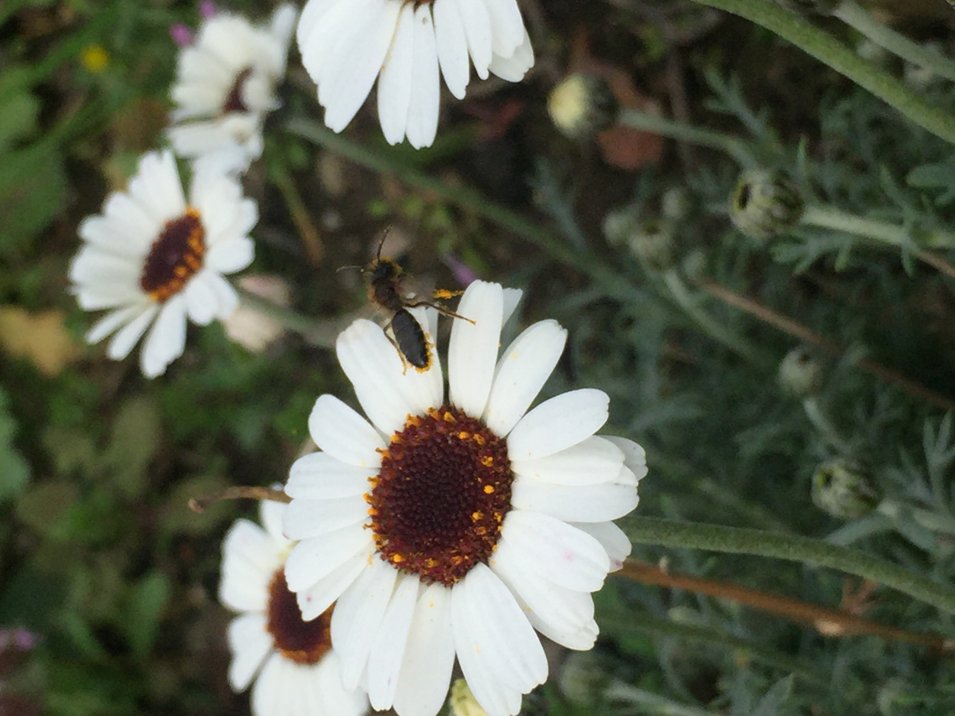 Wild pollinators, not just honeybees, need protection from pesticide use