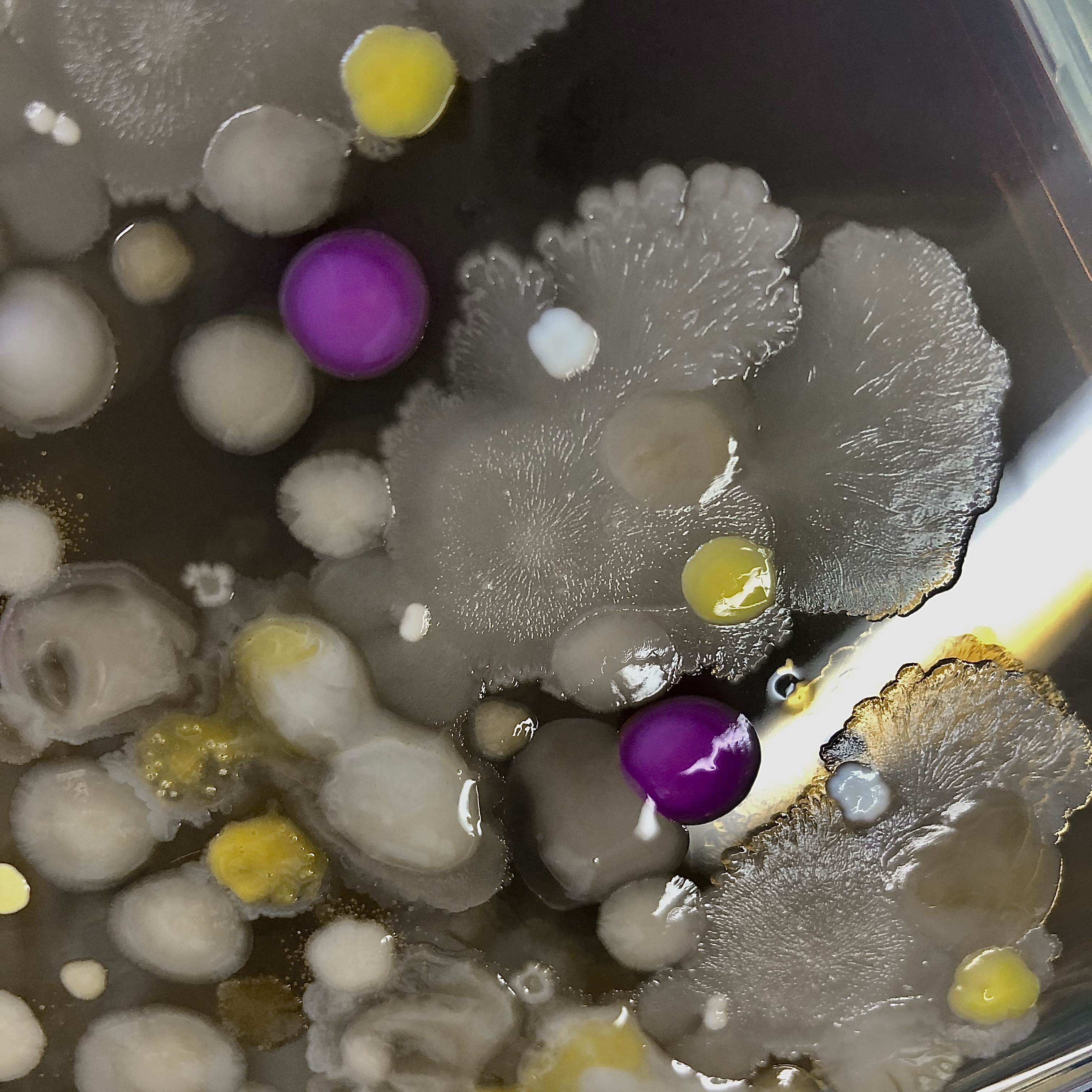 Evolving Solutions:  Breeding Bacterial Communities to Battle Pollution