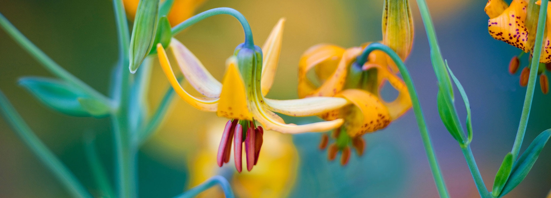 How a botanical textbook from 17 years ago helped ecologists deepen their understanding of nature