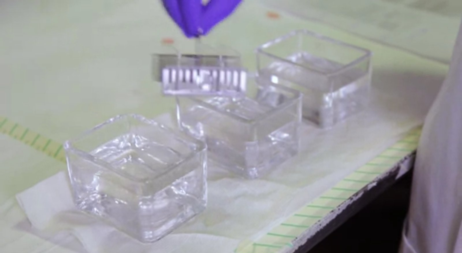 QMUL Science Alive:  Immunohistochemistry