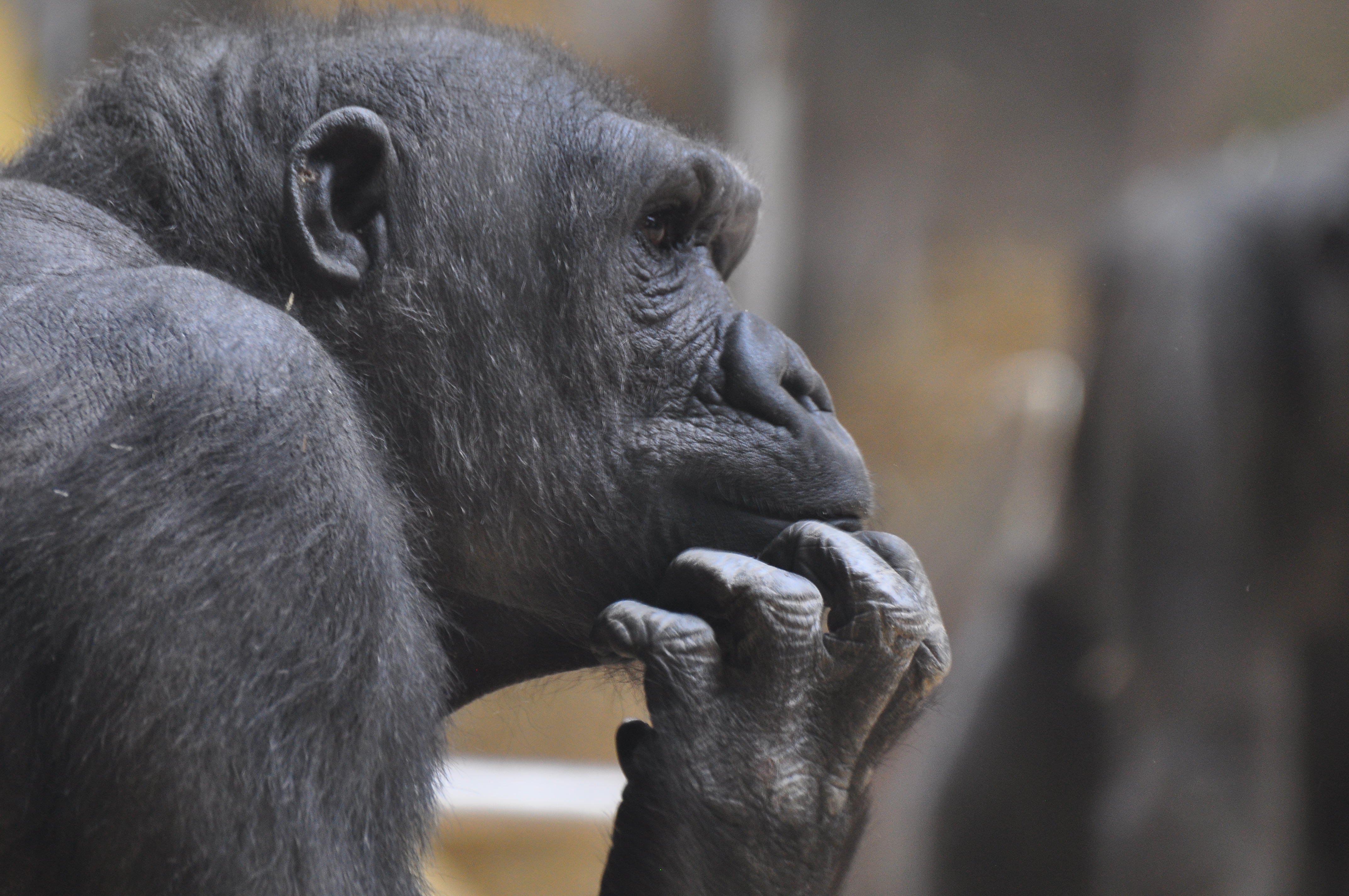 Are primates at risk of COVID-19?