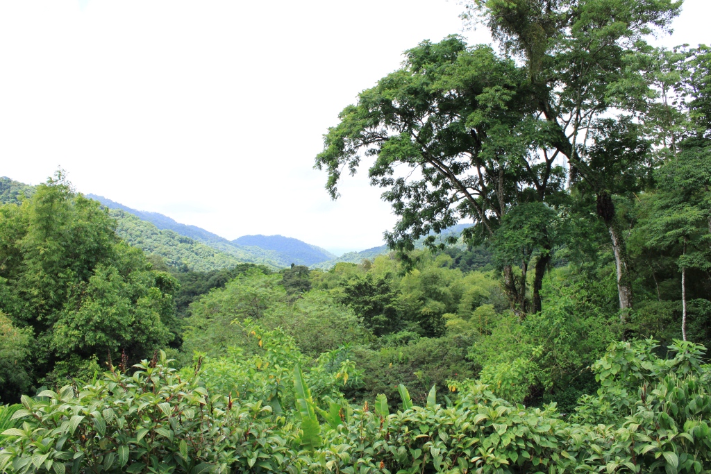 Why are more threatened species found in certain areas?