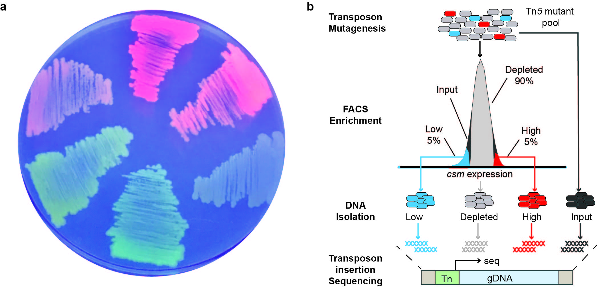 Inverse regulation of CRISPR-Cas and surface-based immunity discriminates plasmids versus phages