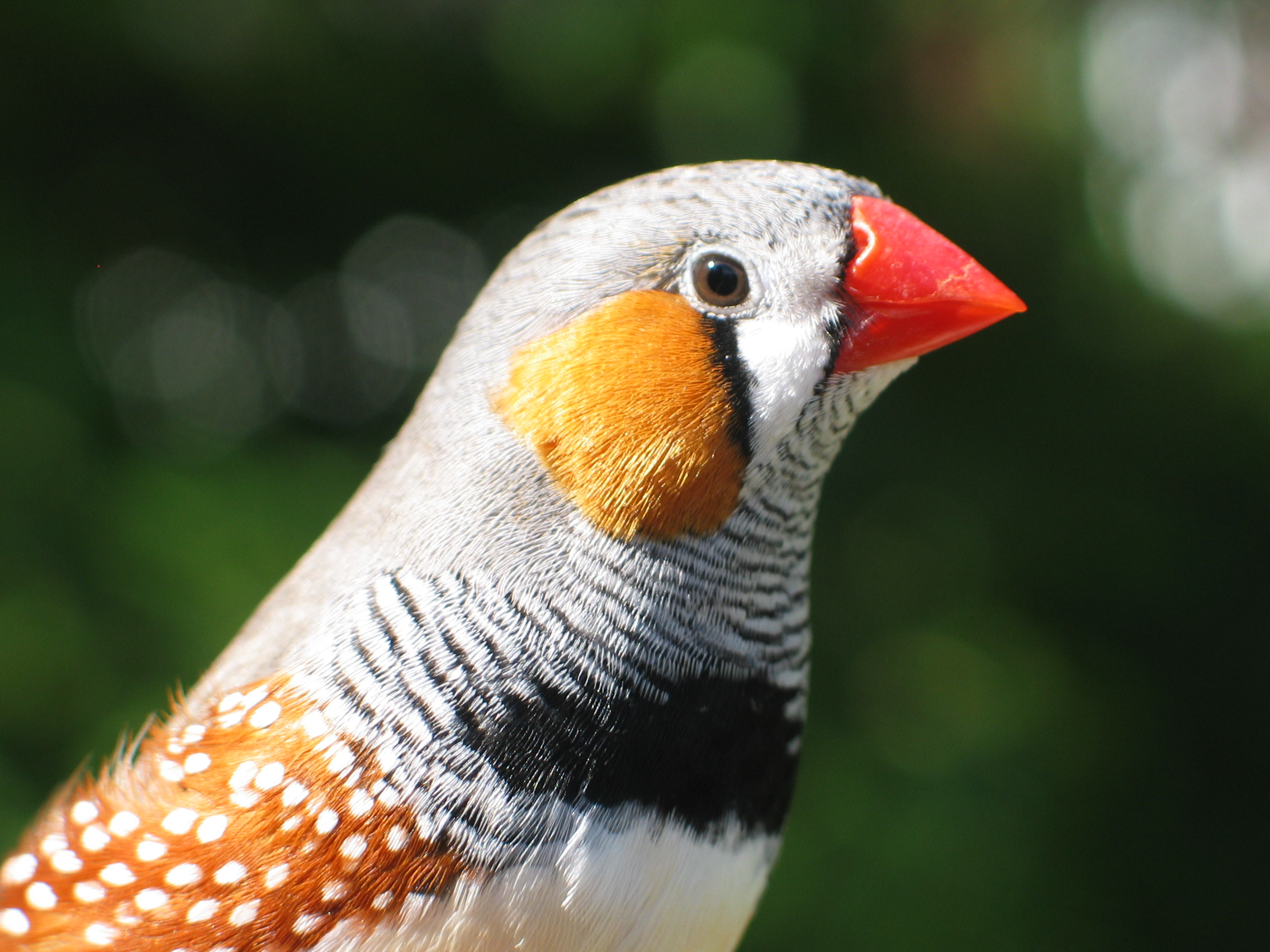 A sex-linked supergene controls sperm morphology and swimming speed in a songbird