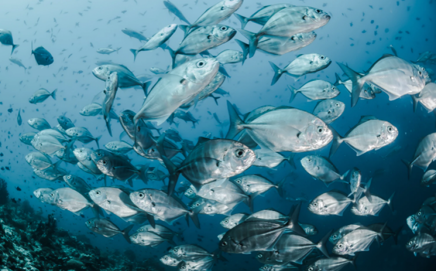 Funding opportunity - Marine Fisheries Initiative (MARFIN)