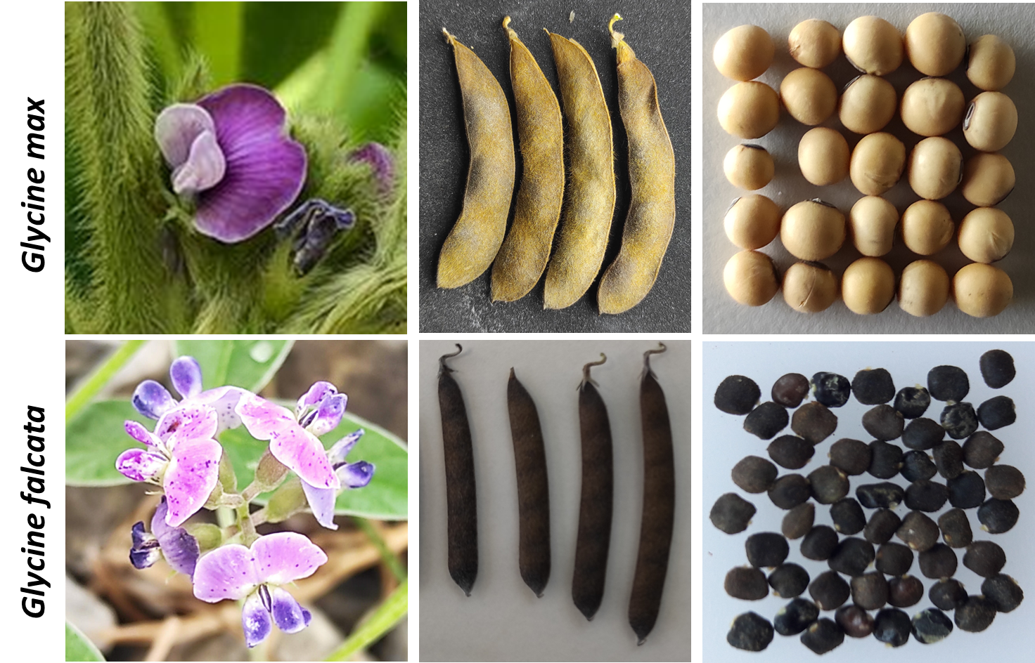 Too good to be true: a genome specific distribution of a transposable element in soybean species