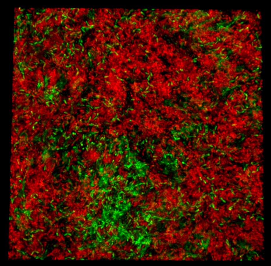 THE POWER OF DIVISION OF LABOUR: biofilm productivity peaks when microbes specialize in making different matrix components.
