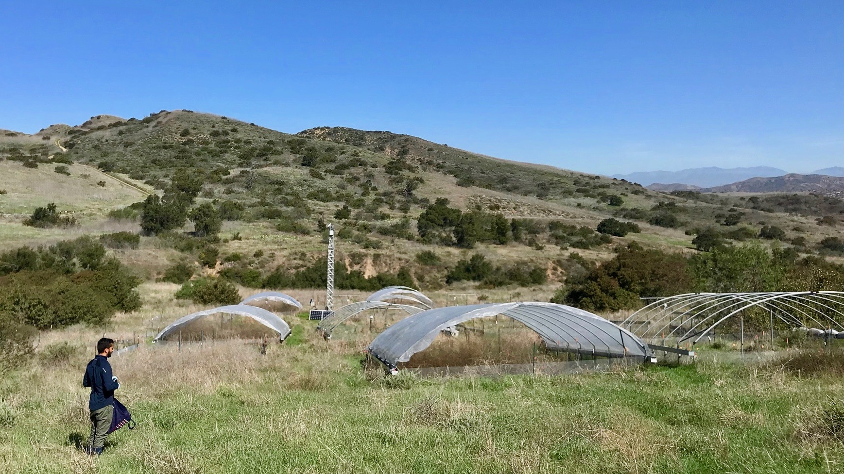 Microbial strategies for drought tolerance