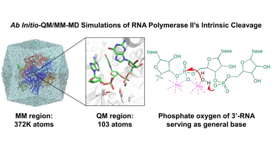 Intrinsic Cleavage of RNA Polymerase II Adopts a Nucleobase-independent Mechanism Assisted by Transcript Phosphate