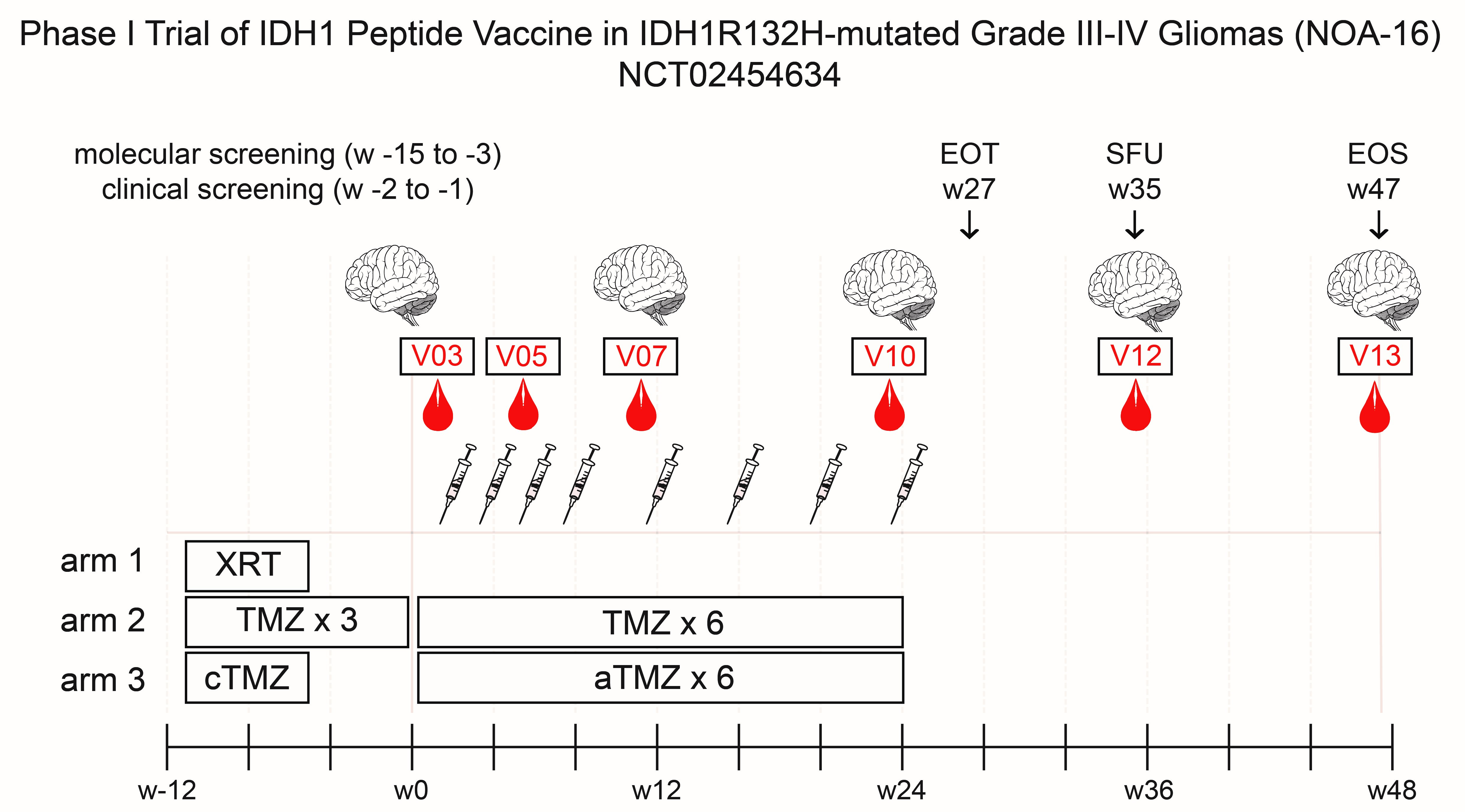 The relevance of T helper cells that are induced by a mutant IDH1 vaccine in newly diagnosed astrocytoma