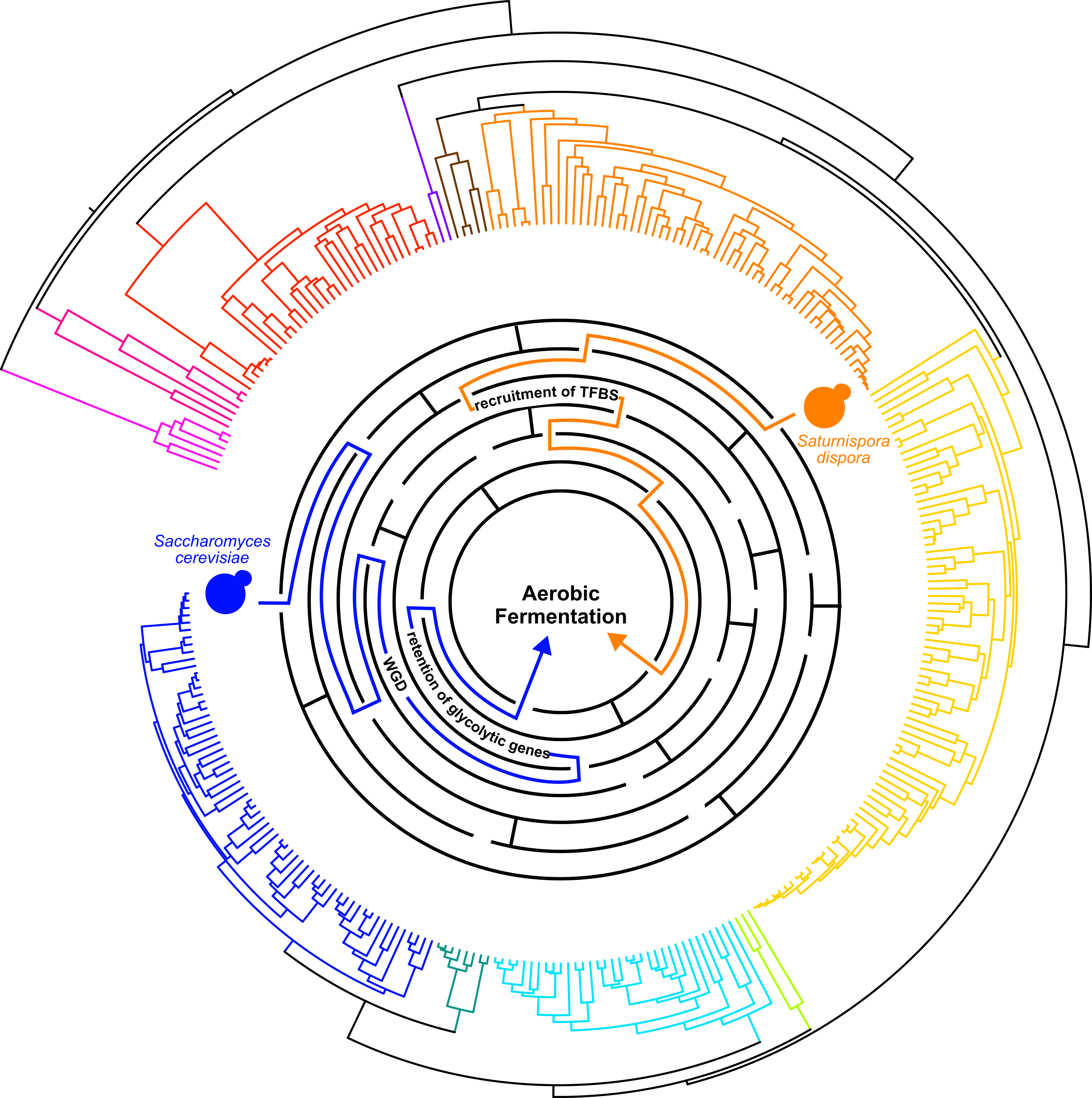 Learning the rules of metabolic innovation in yeast evolution