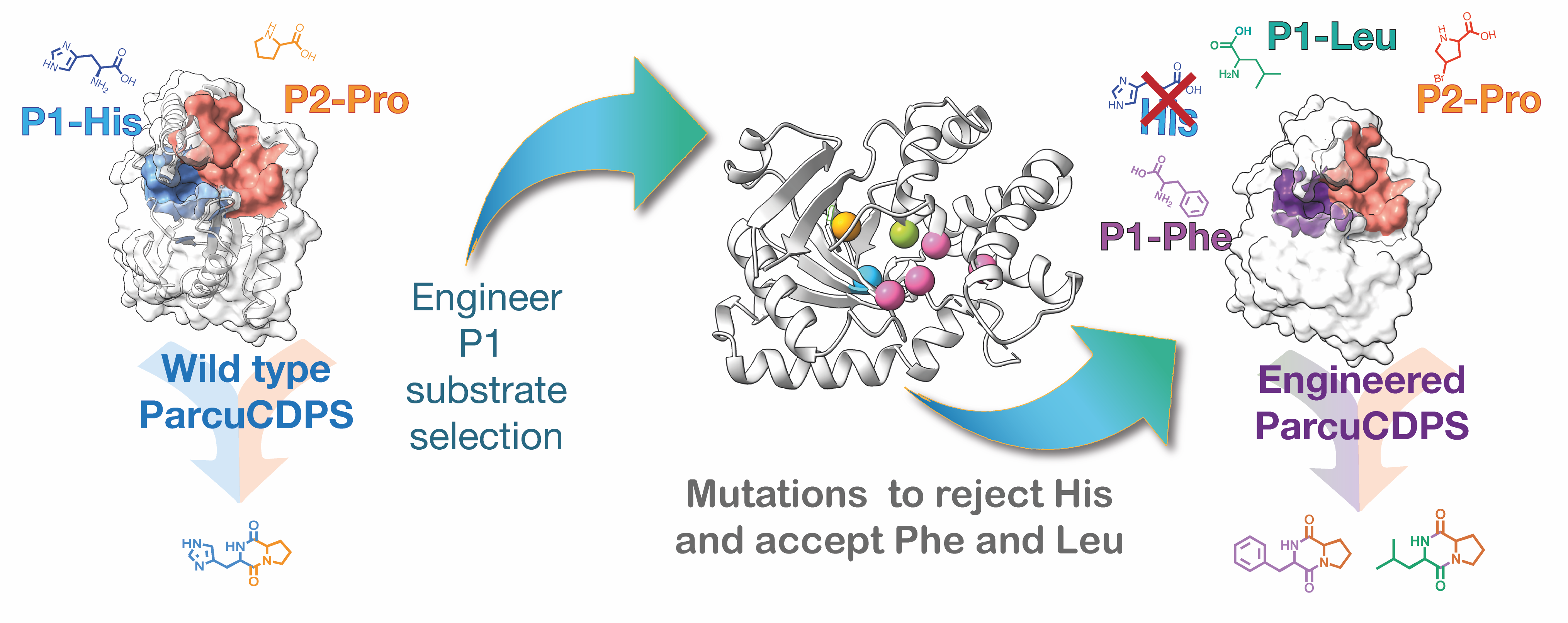 Active site remodelling of a cyclodipeptide synthase redefines substrate scope