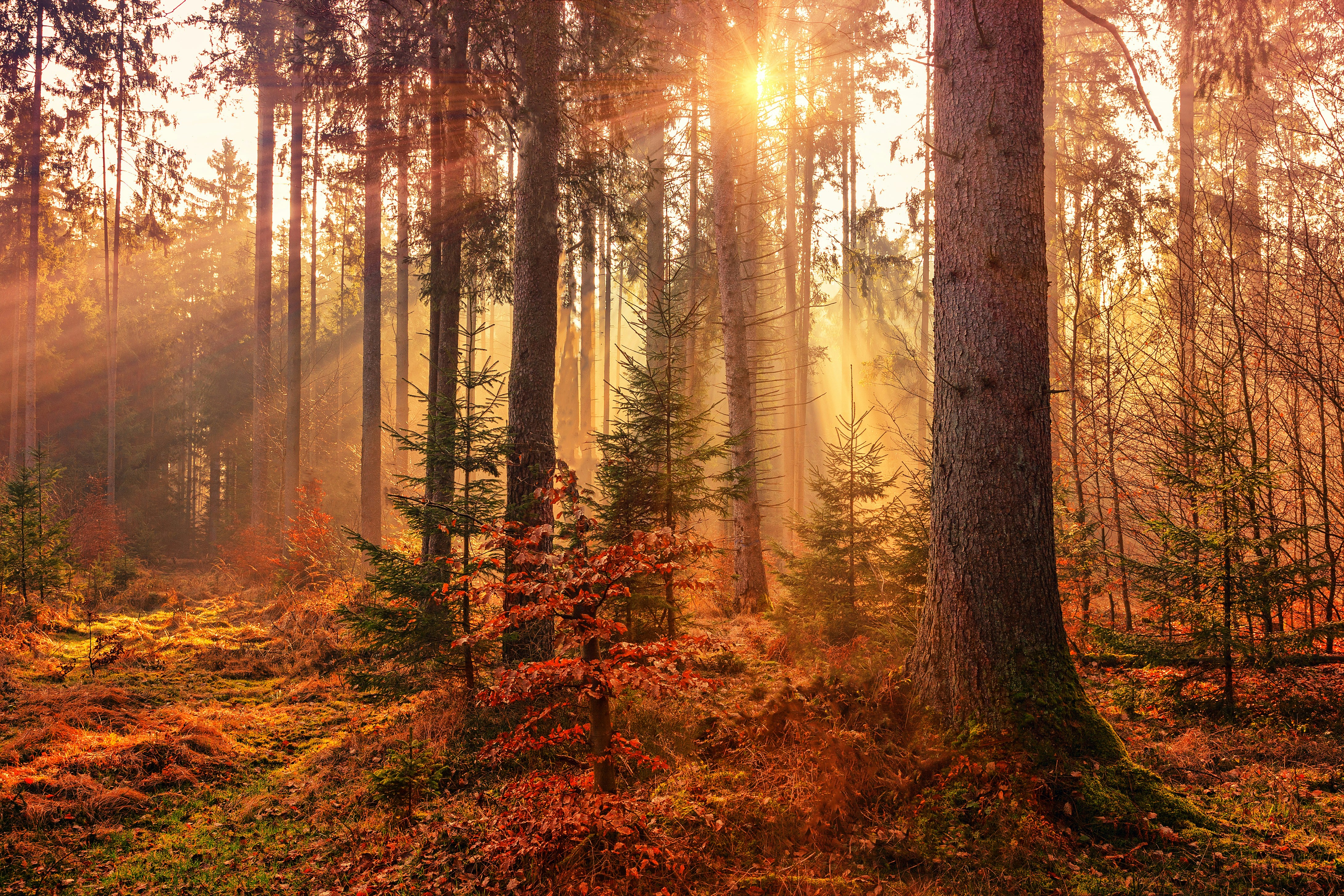 Seeking Guidance and Support in Conservation Community