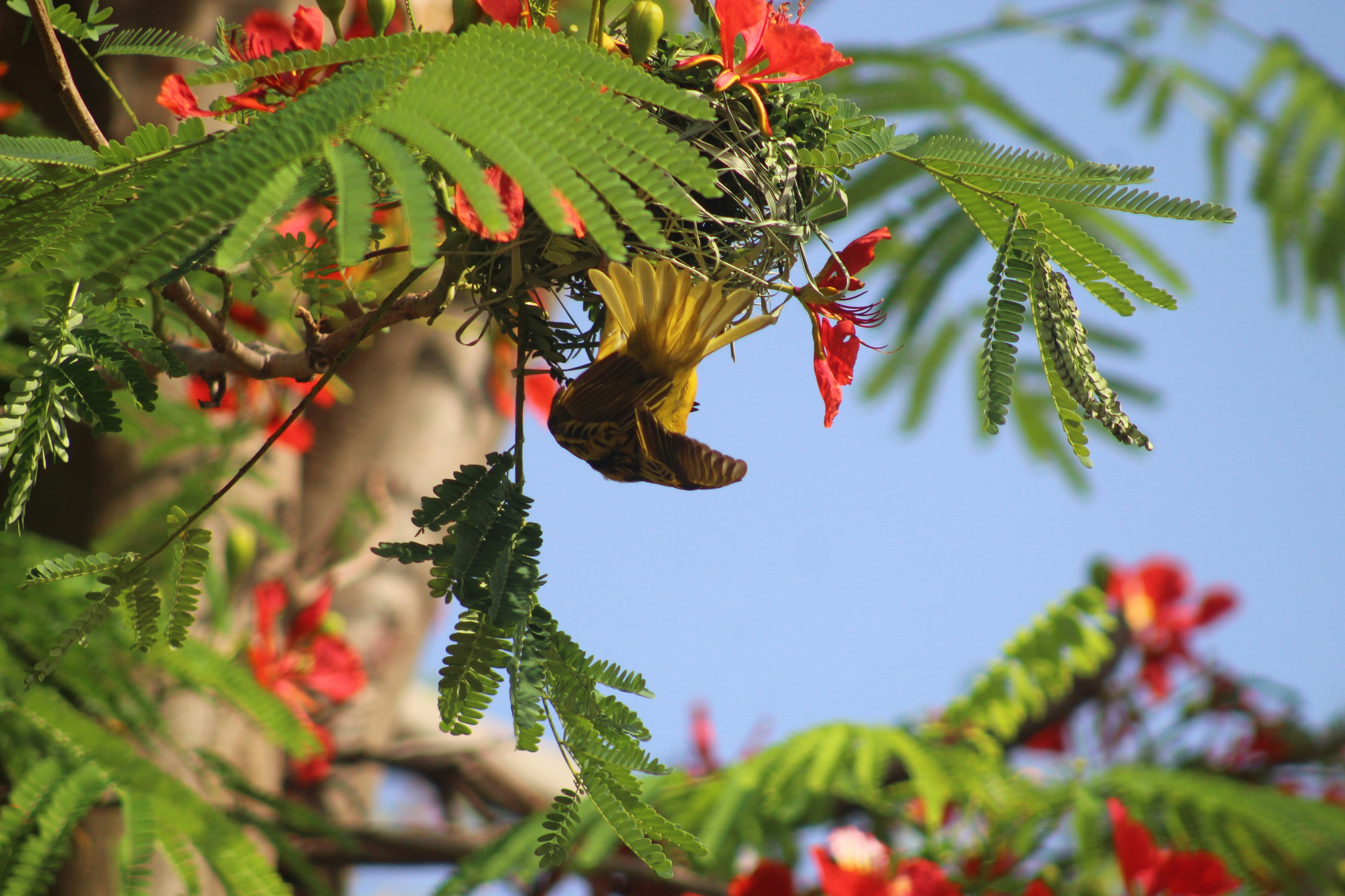 Understanding the Interactions Between Aquatic Invertebrates and Birds