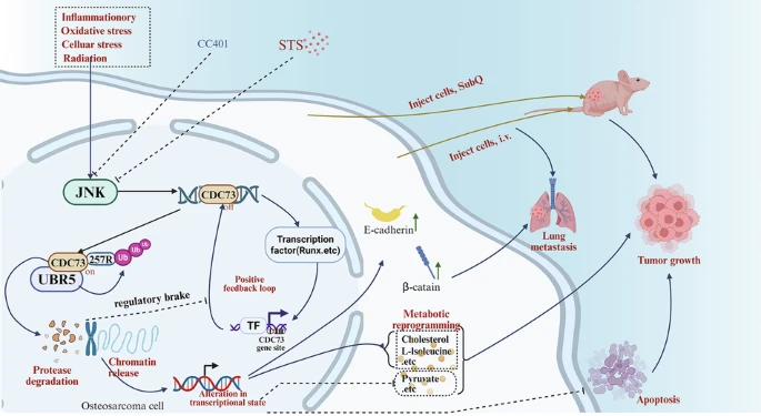 JNK–UBR5 signaling controls CDC73 stability and osteosarcoma progression