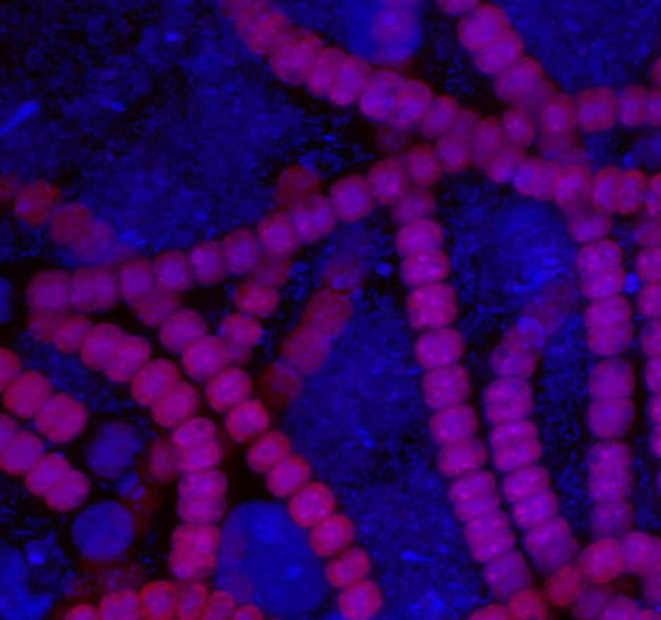 A DIRTY JOB: DISHWASHER WASTEWATER REUSE AND UPCYCLE THROUGH AN AD HOC ENGINEERED MICROBIAL CONSORTIUM