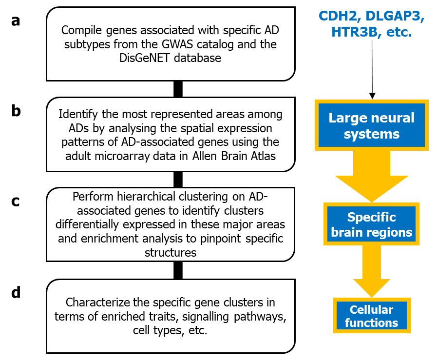 Mapping anxiety disorder-associated genes in space and time
