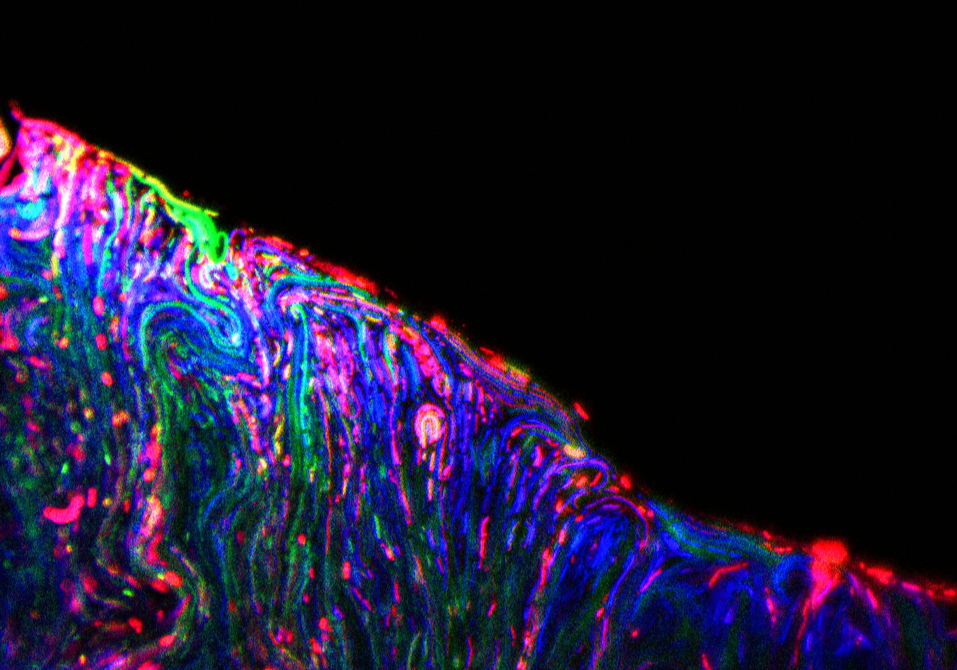 Revolutionizing Stress Monitoring: Multimodal Responses and Segmented Populations in Biofilms Unveiled by a Three-Colour Stress Biosensor